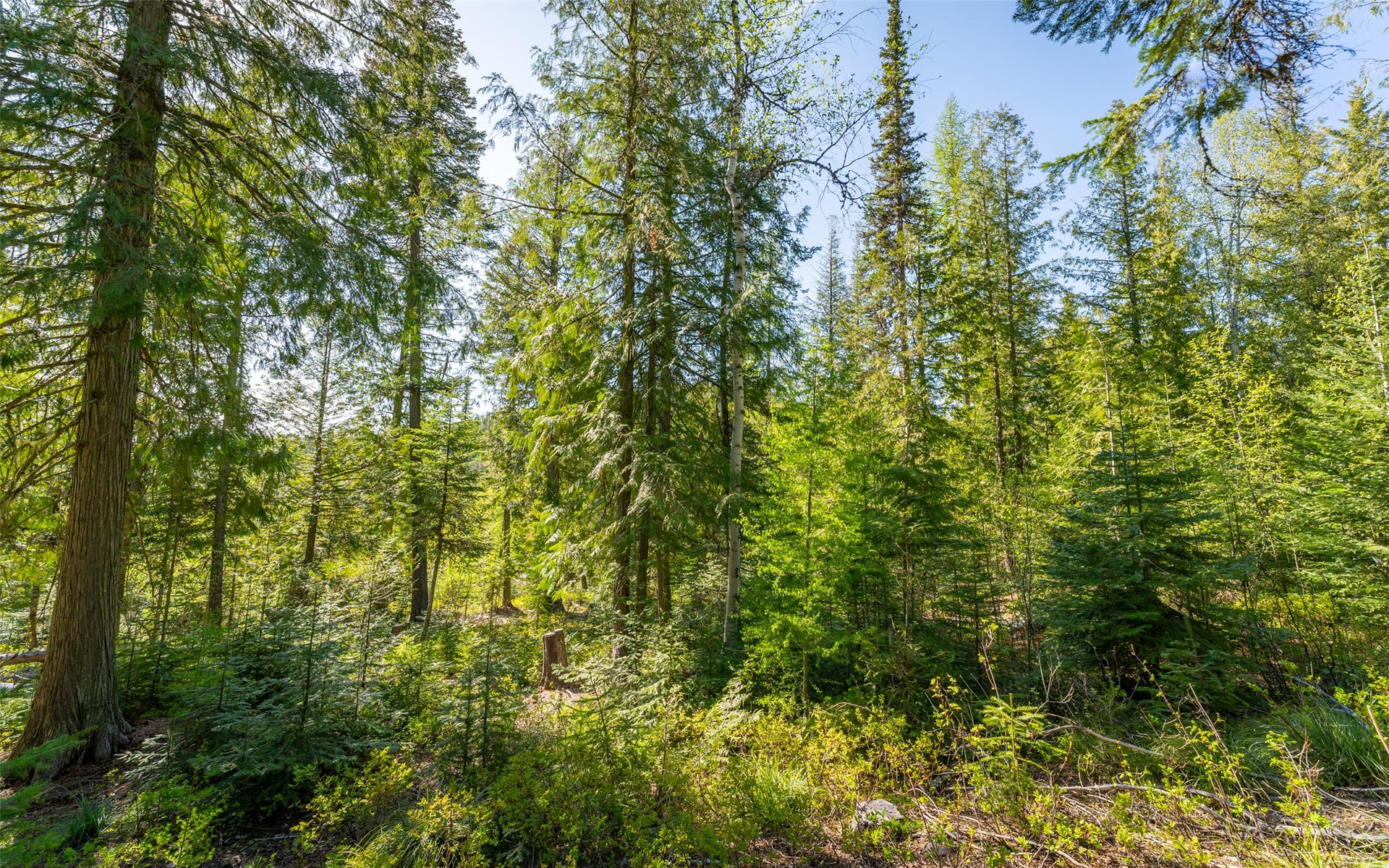 165 Woodland Star Circle, Whitefish, MT 59937 165 Woodland Star Circle, Whitefish, MT 59937