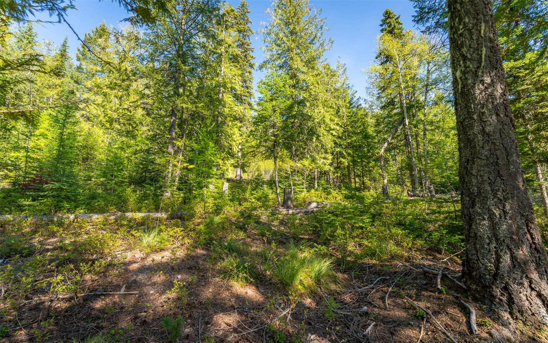 165 Woodland Star Circle, Whitefish, MT 59937 165 Woodland Star Circle, Whitefish, MT 59937