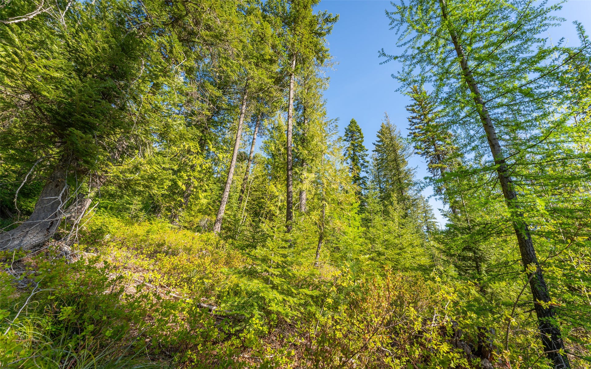 165 Woodland Star Circle, Whitefish, MT 59937 165 Woodland Star Circle, Whitefish, MT 59937
