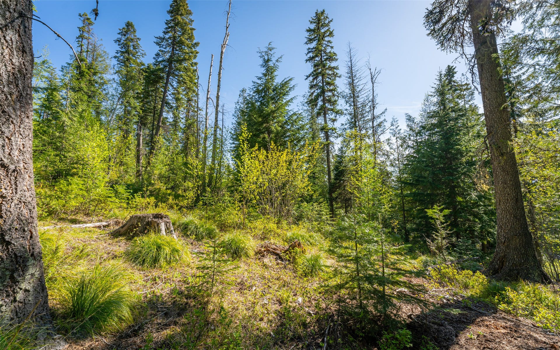 165 Woodland Star Circle, Whitefish, MT 59937 165 Woodland Star Circle, Whitefish, MT 59937