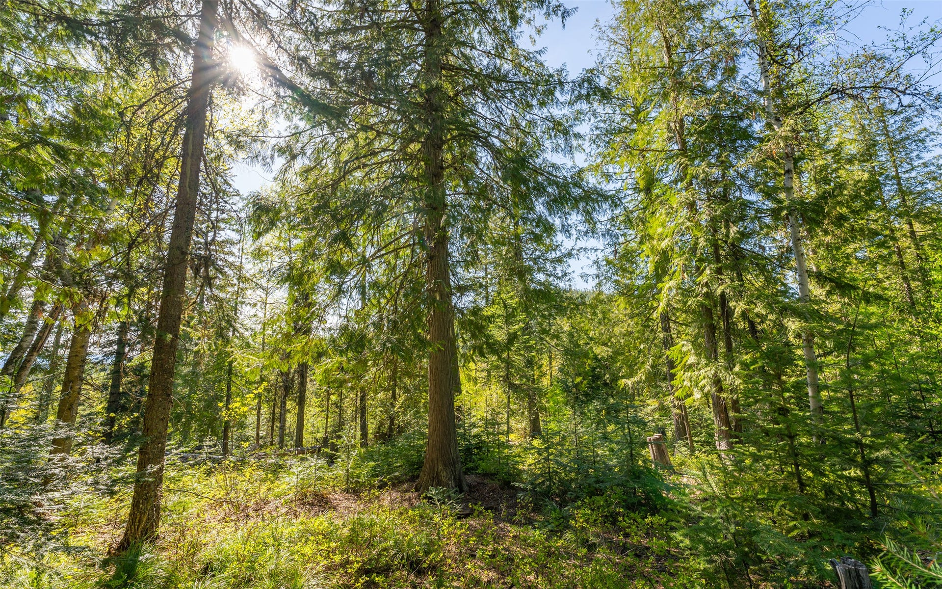 165 Woodland Star Circle, Whitefish, MT 59937 165 Woodland Star Circle, Whitefish, MT 59937