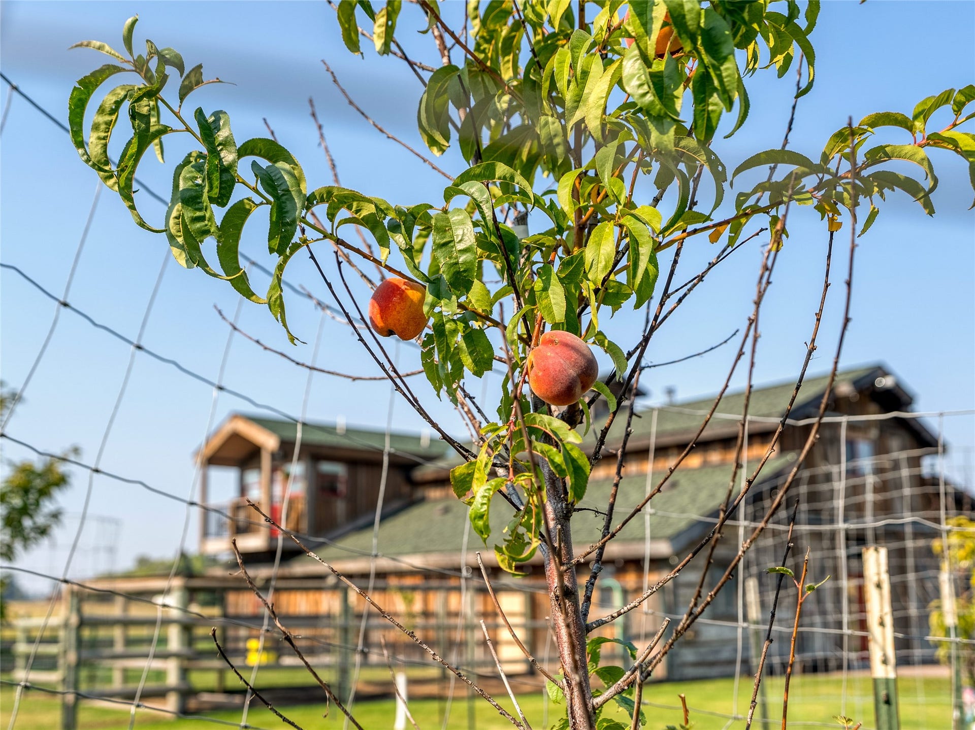 556 Windy Acres Drive, Columbia Falls, MT 59912 Peach Tree