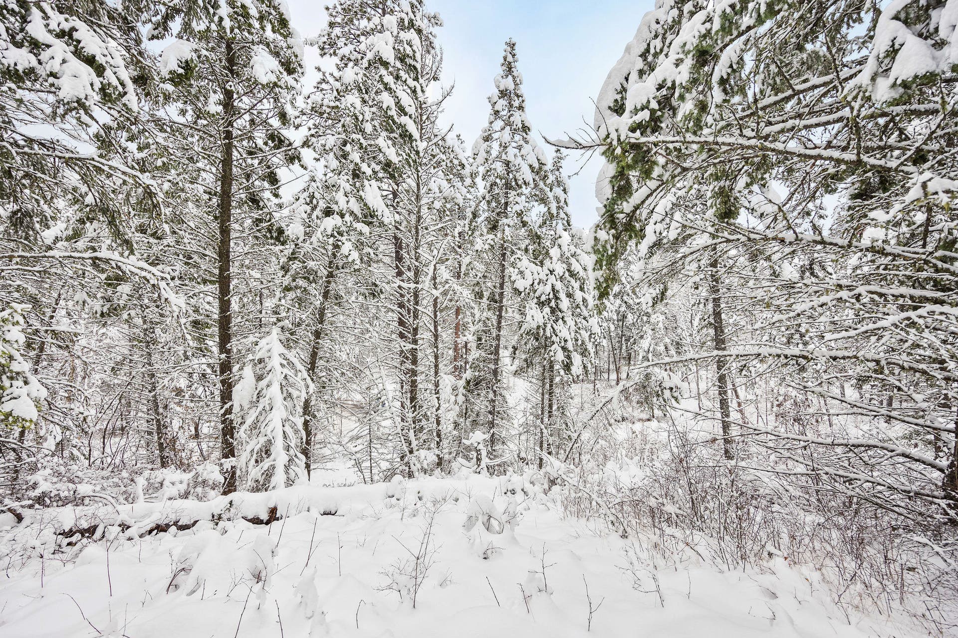 375 Ranch Road, Bigfork, MT 59911 Serene, natural forested setting for a custom build