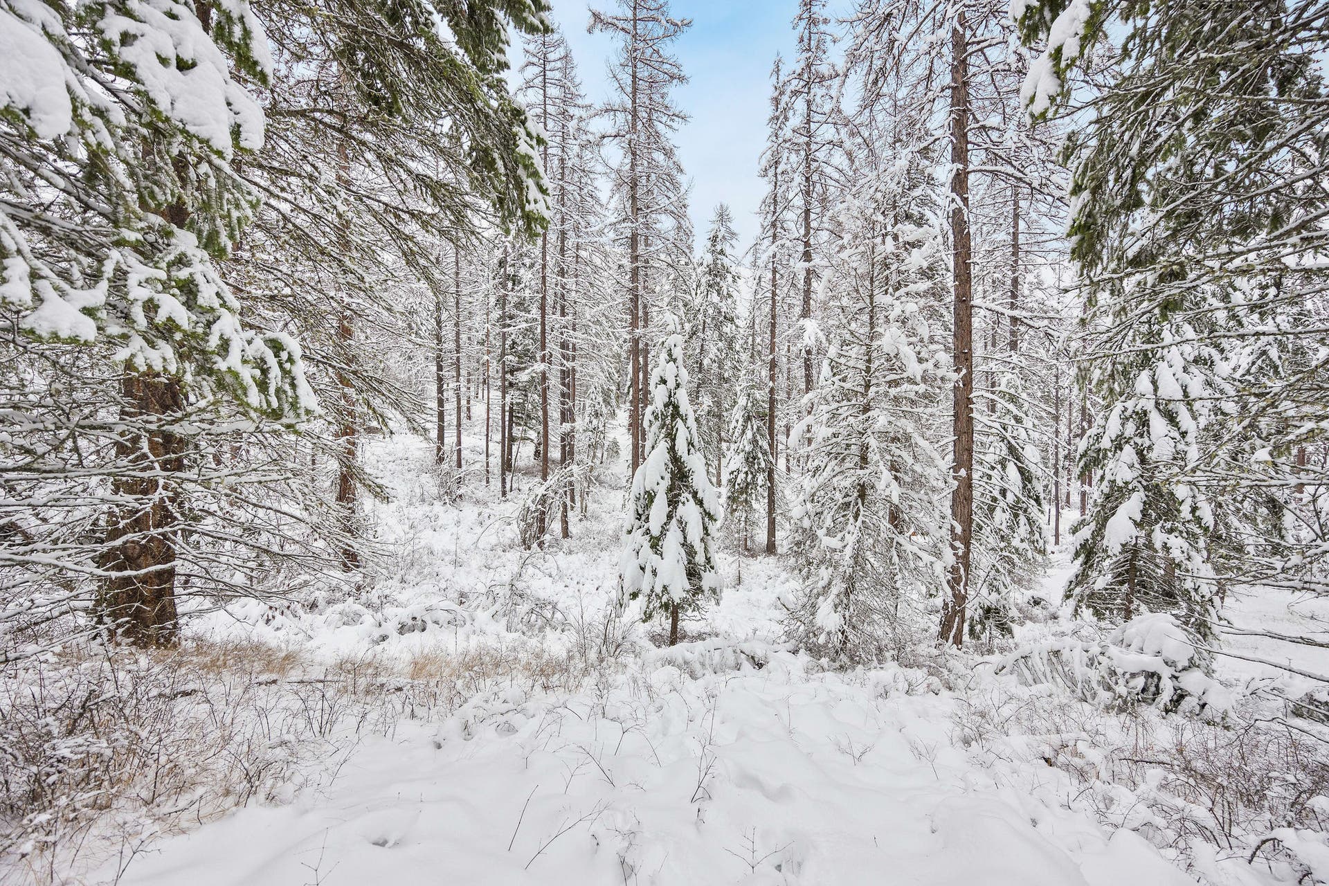 375 Ranch Road, Bigfork, MT 59911 Open, level clearing within the private, heavily-wooded lot