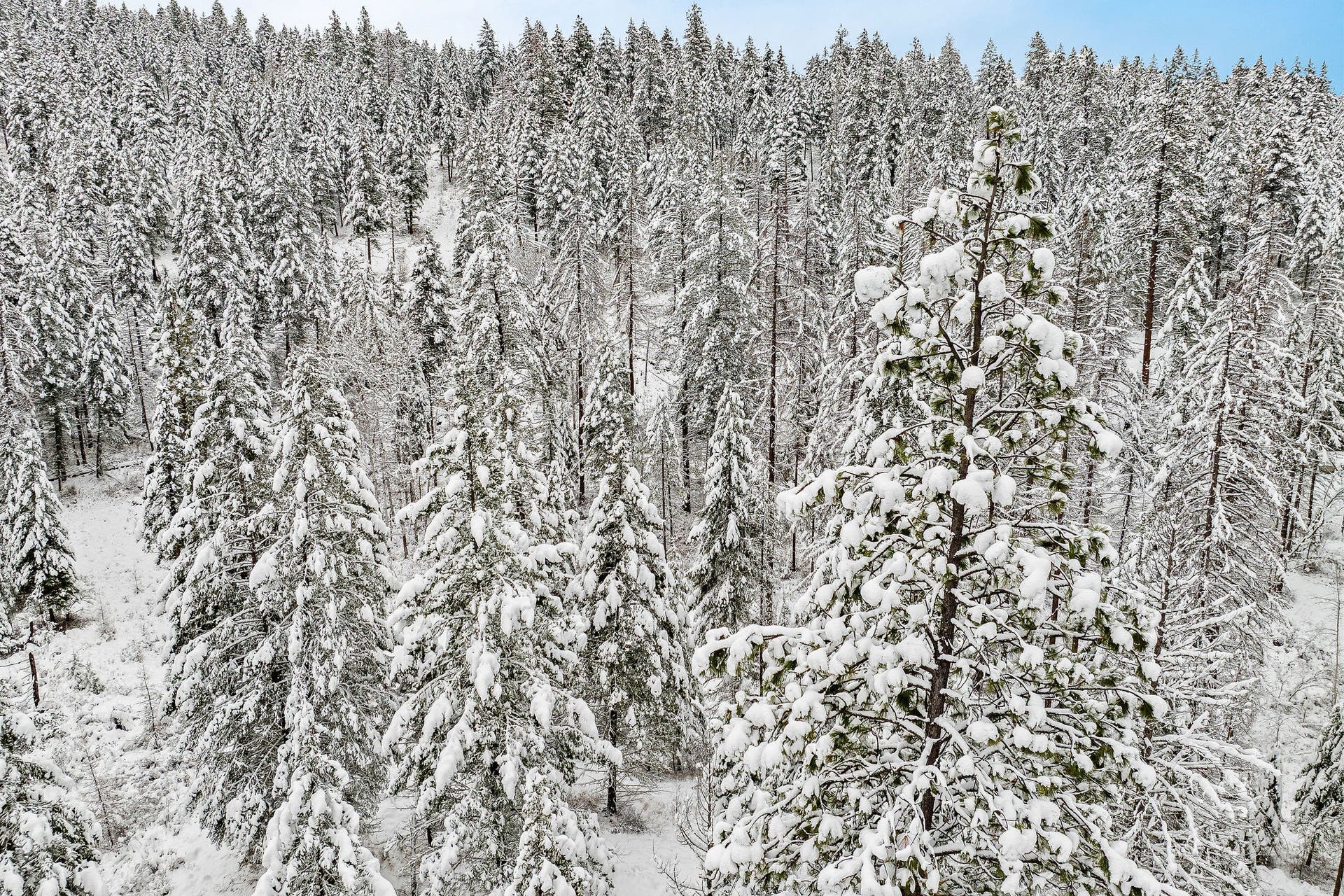 375 Ranch Road, Bigfork, MT 59911 Overhead view highlighting the density of the mature pine and evergreen trees