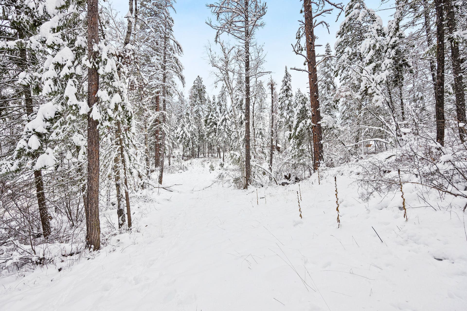 375 Ranch Road, Bigfork, MT 59911 Gentle slope of the property with towering Ponderosa pines
