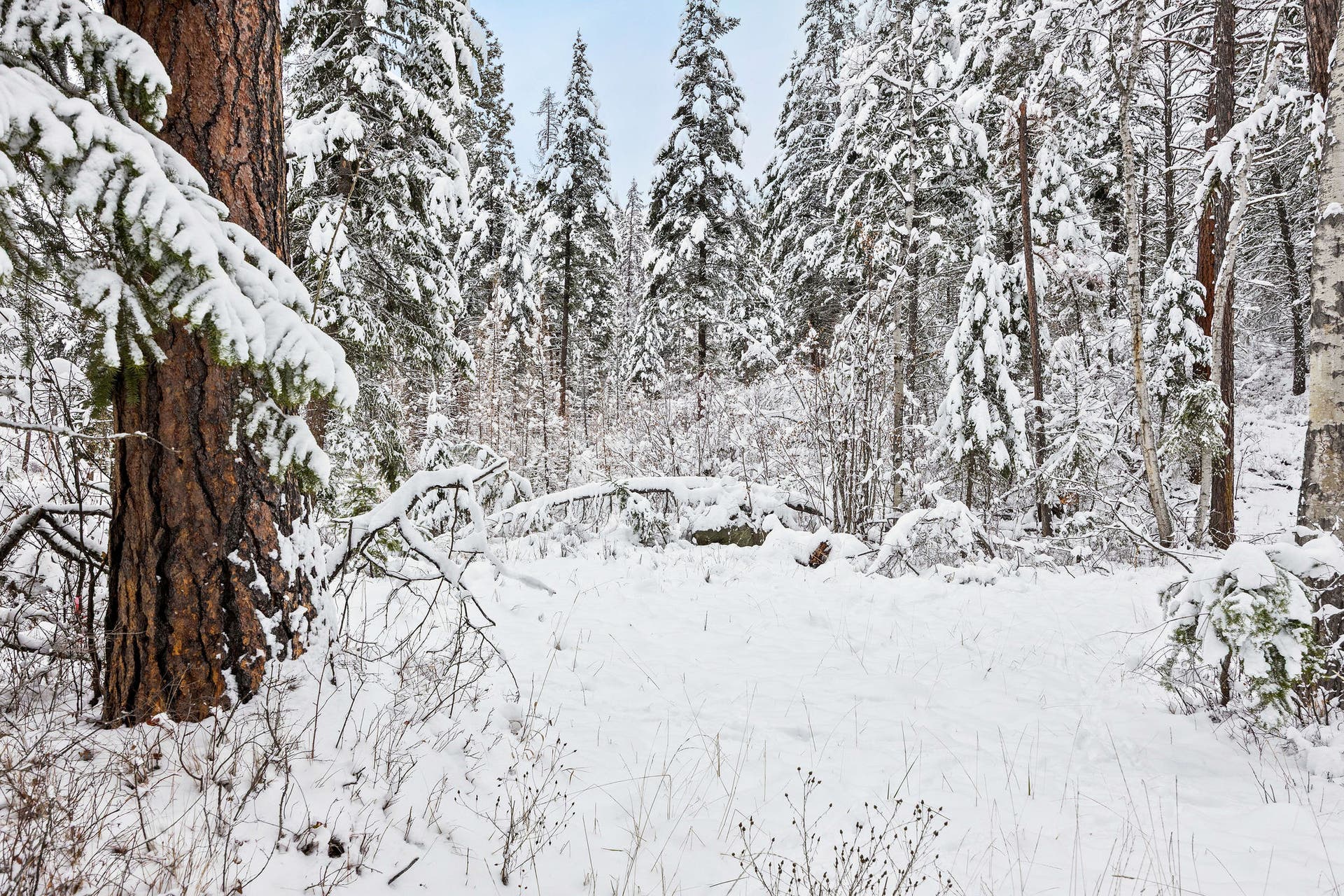 375 Ranch Road, Bigfork, MT 59911 Beautiful, snow-covered wooded lot showing mature trees