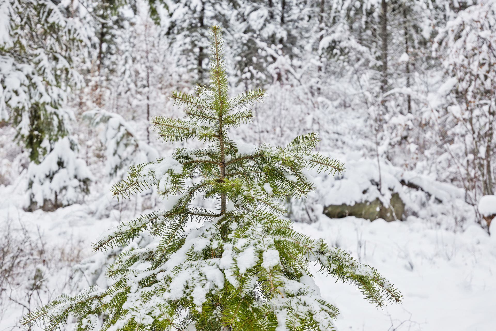 375 Ranch Road, Bigfork, MT 59911 Evergreen trees on the property