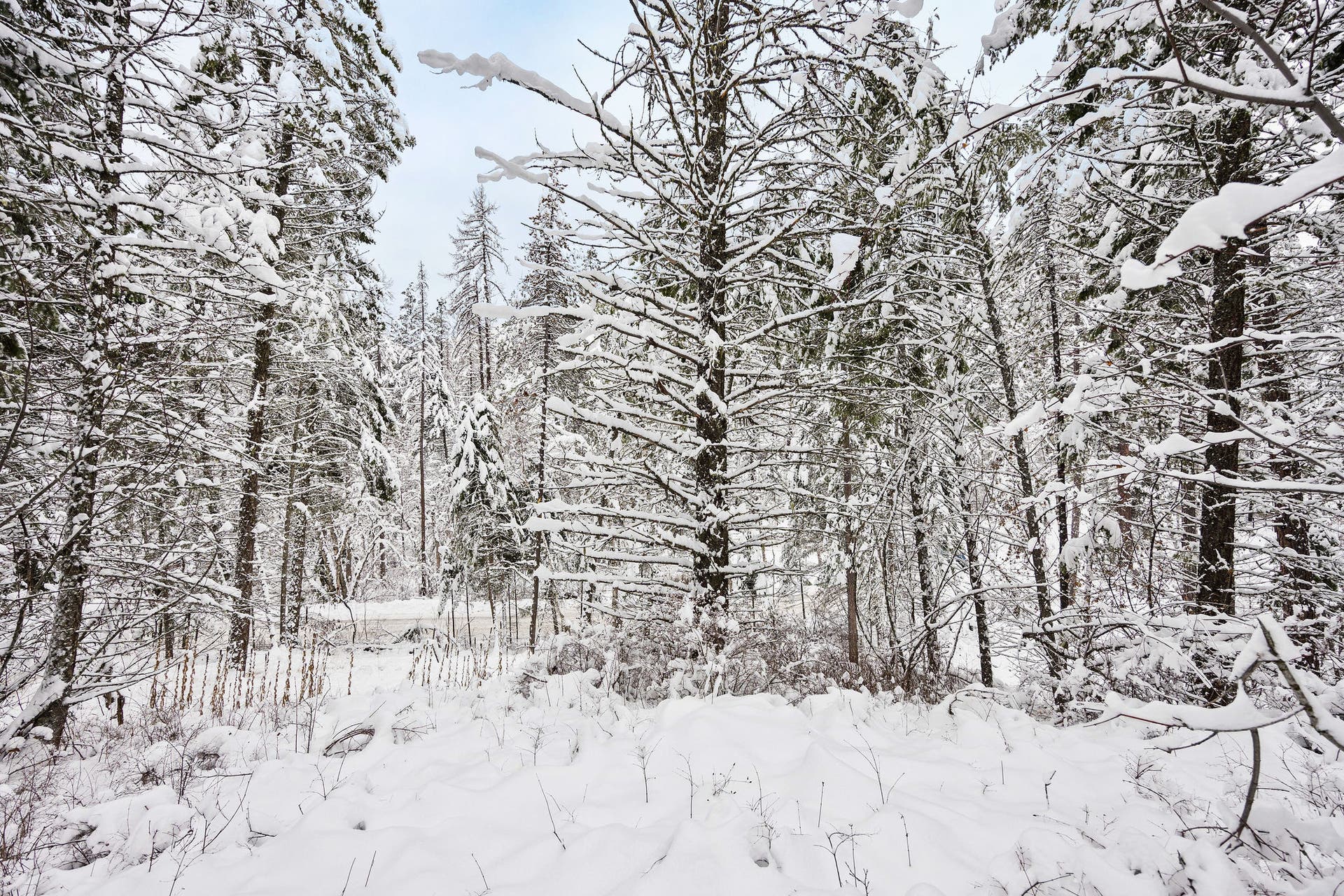 375 Ranch Road, Bigfork, MT 59911 Heavily-wooded property