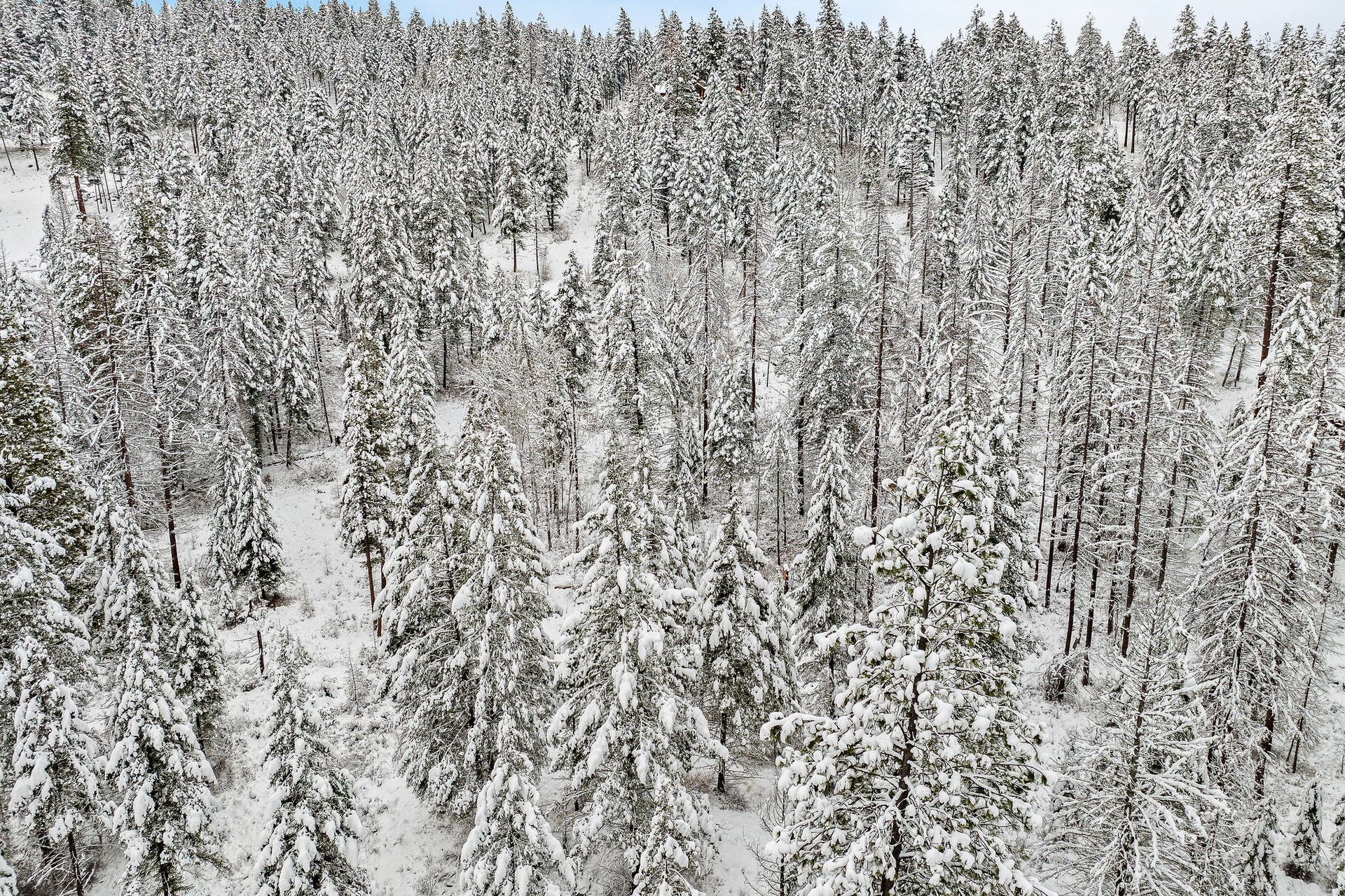 375 Ranch Road, Bigfork, MT 59911 Expansive aerial view of the heavily-wooded property and surrounding forest