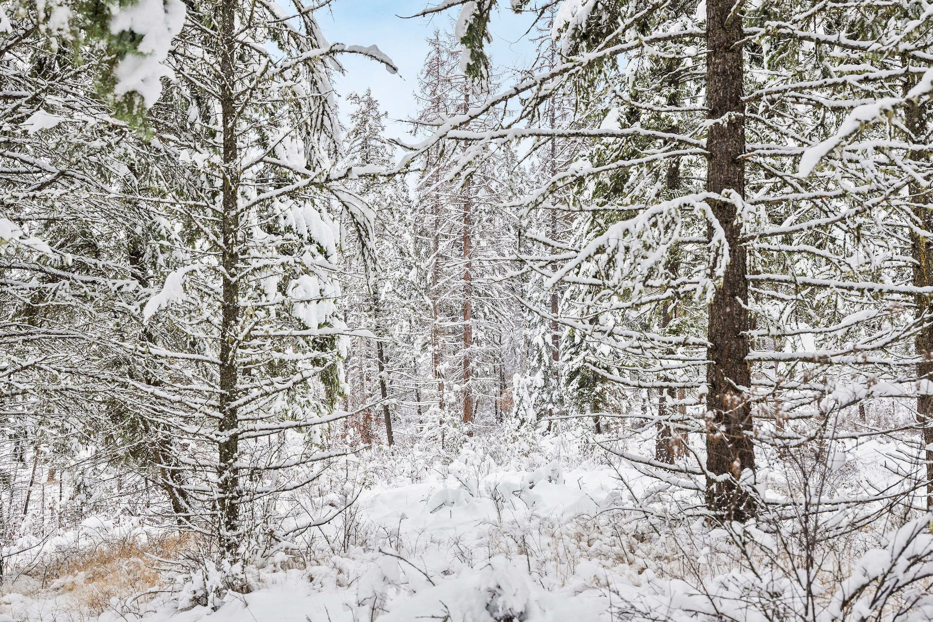 375 Ranch Road, Bigfork, MT 59911 Dense forest provides privacy and a true Montana wilderness feel