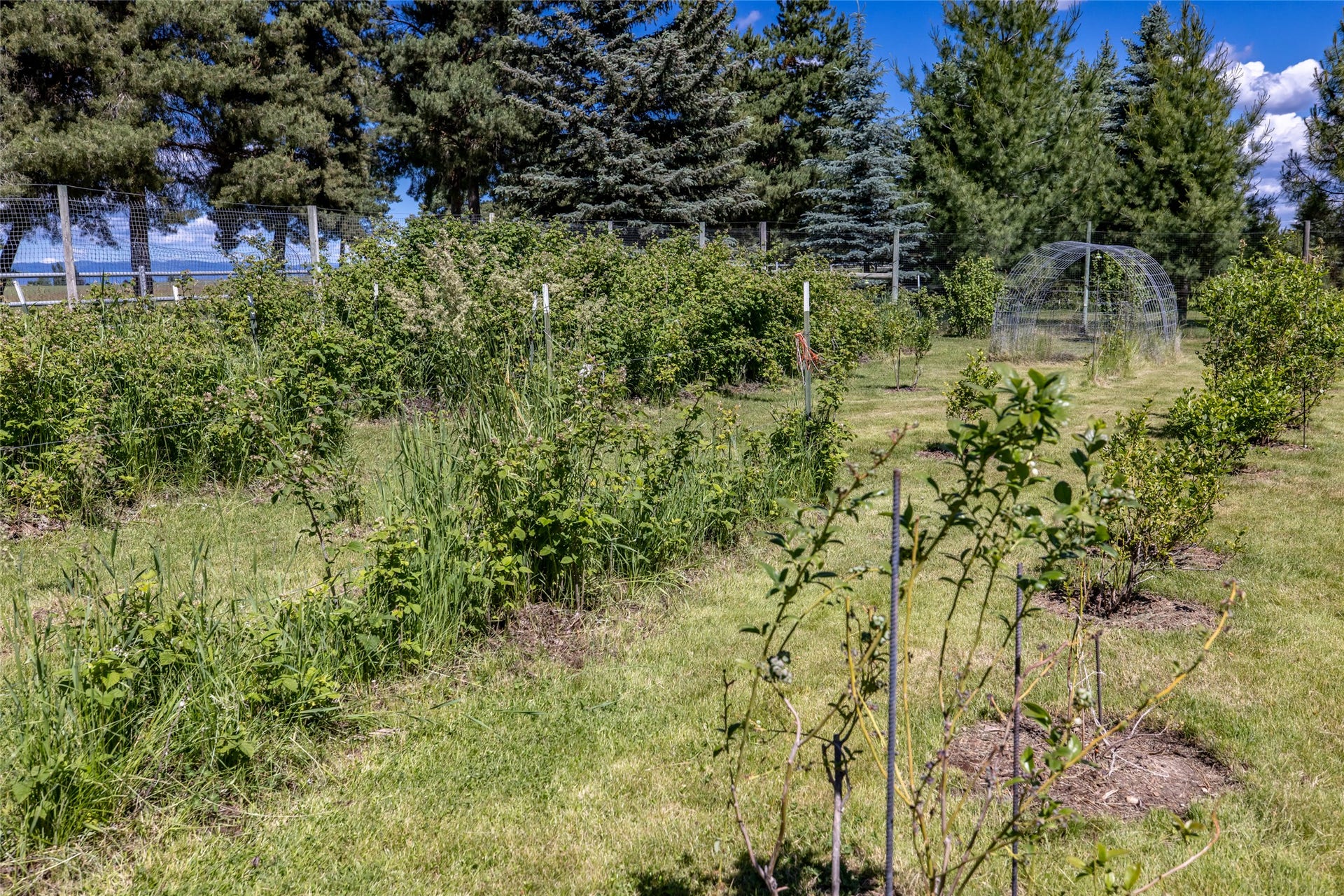 182 Moondance Trail, Bigfork, MT 59911 Berries