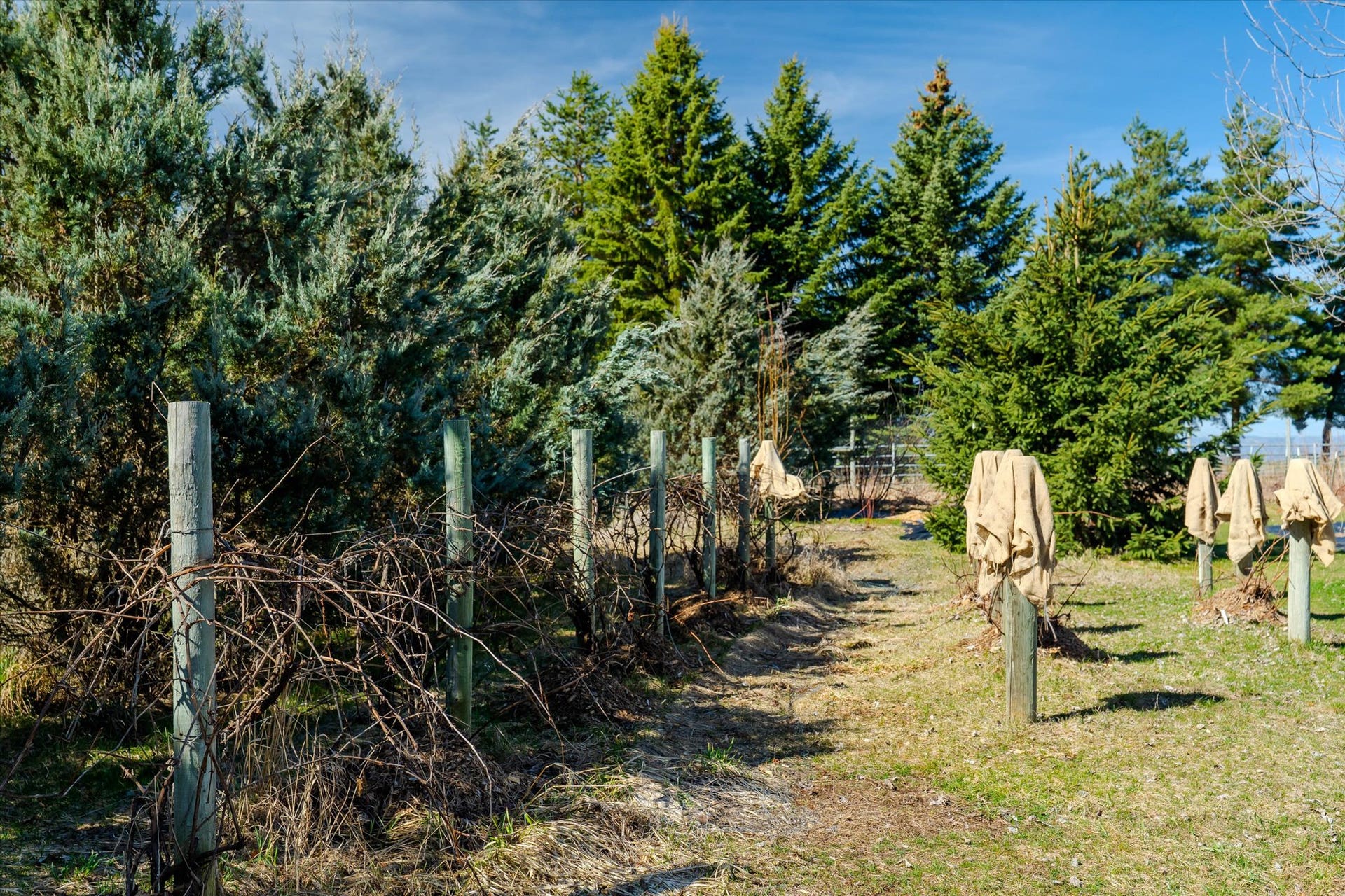 182 Moondance Trail, Bigfork, MT 59911 Berries