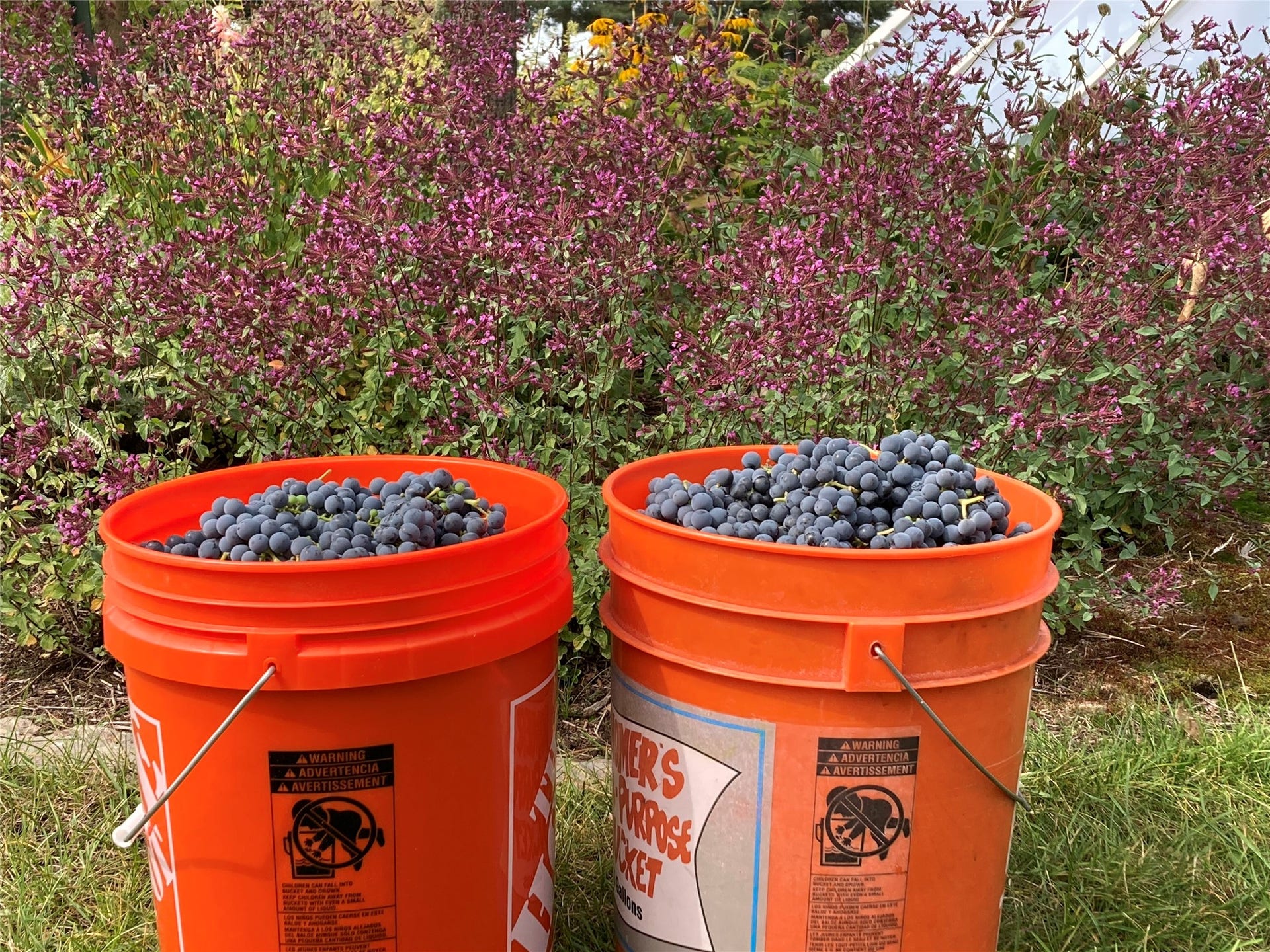 182 Moondance Trail, Bigfork, MT 59911 An abundance of berries!