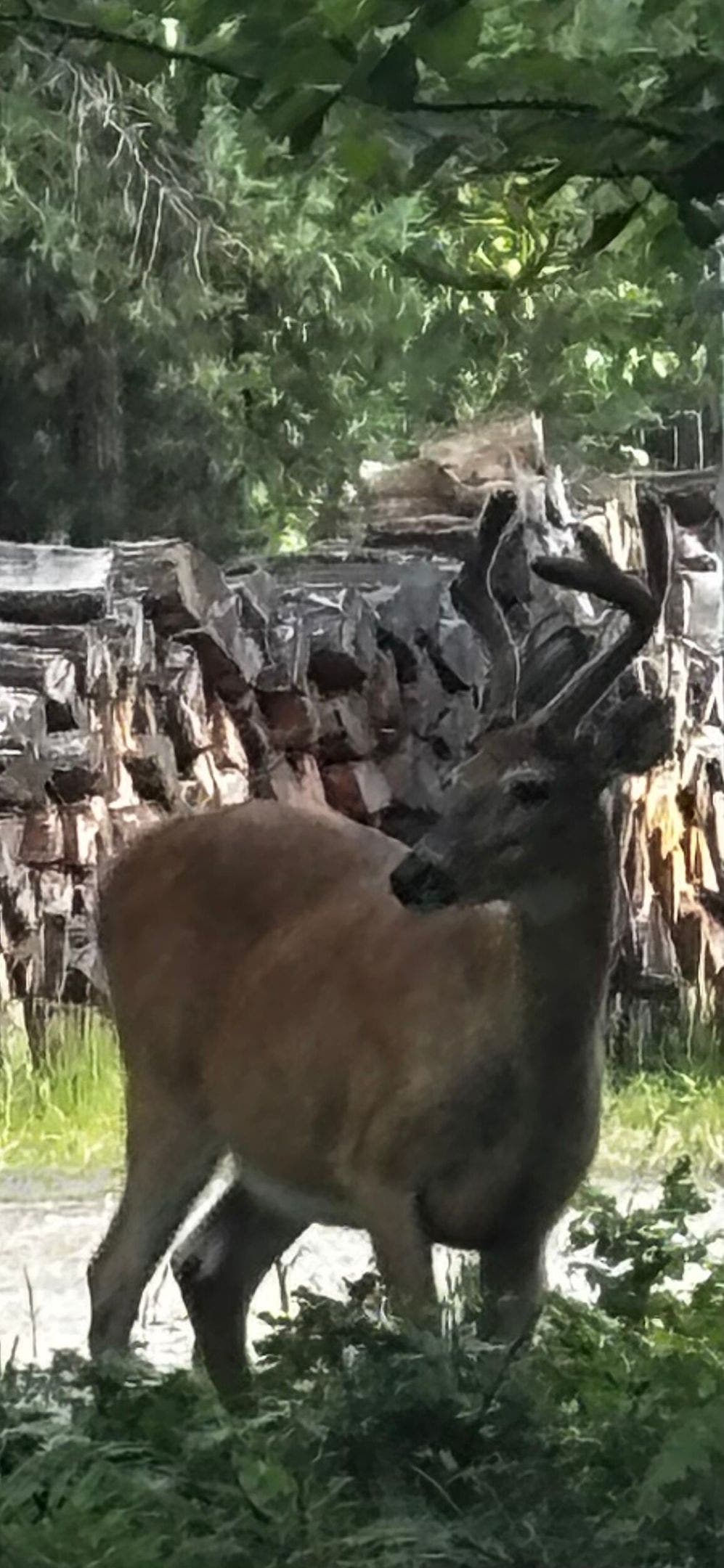 234 Williams Lane, Bigfork, MT 59911 Local visitor is unabashed