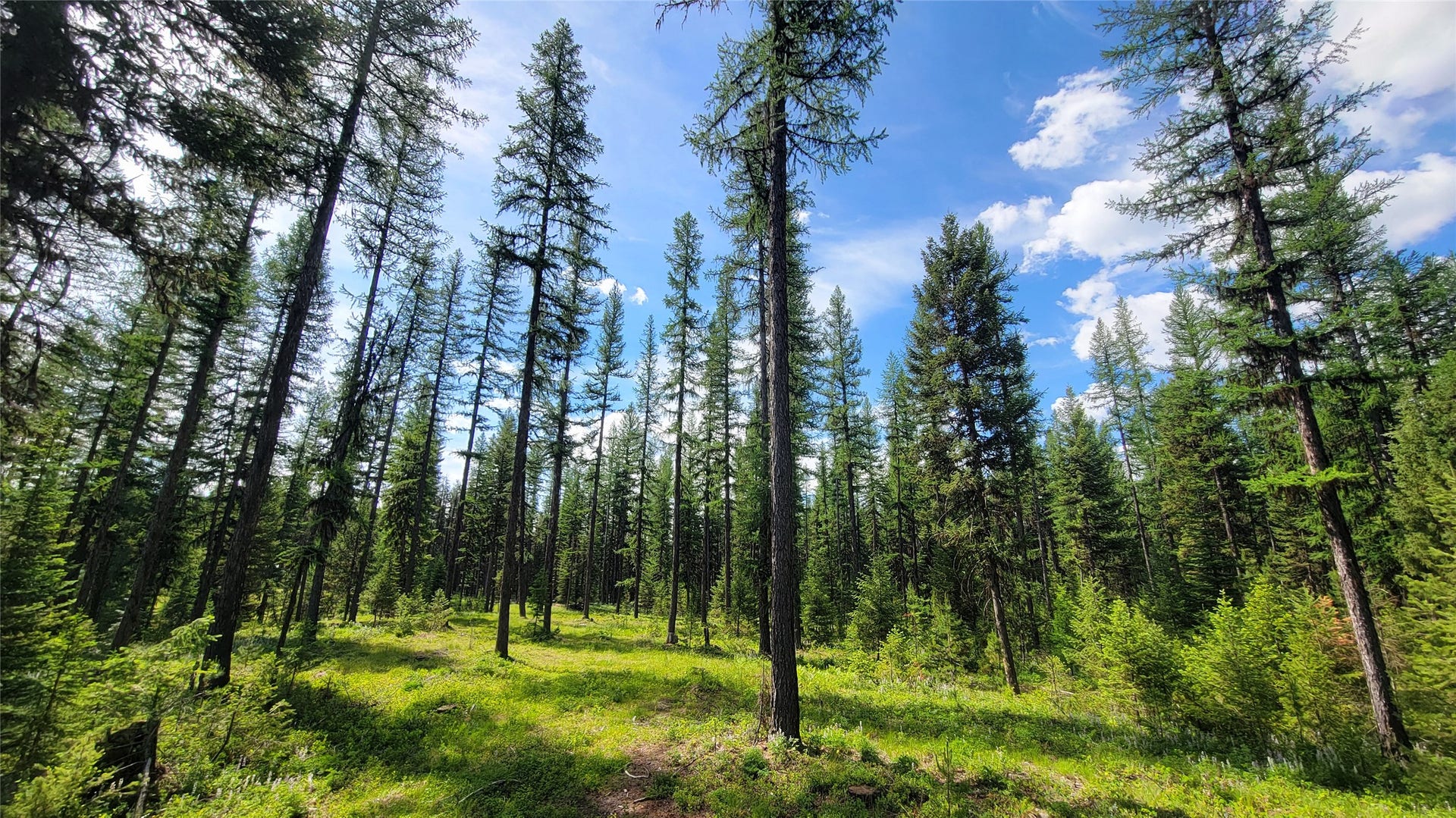 34477 Shay Lake Road, Bigfork, MT 59911 34477 Shay Lake Road, Bigfork, MT 59911
