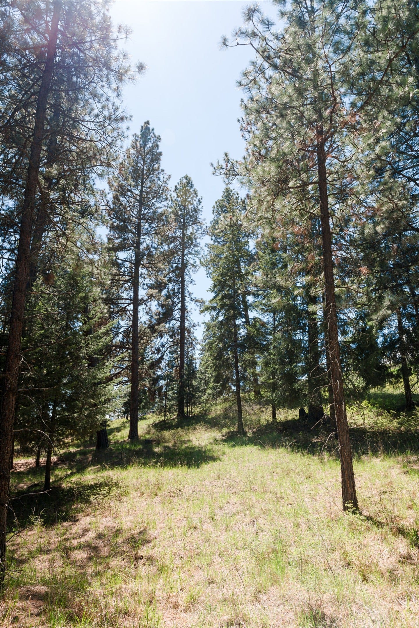 37 Red Tail Ridge, Bigfork, MT 59911 37 Red Tail Ridge, Bigfork, MT 59911