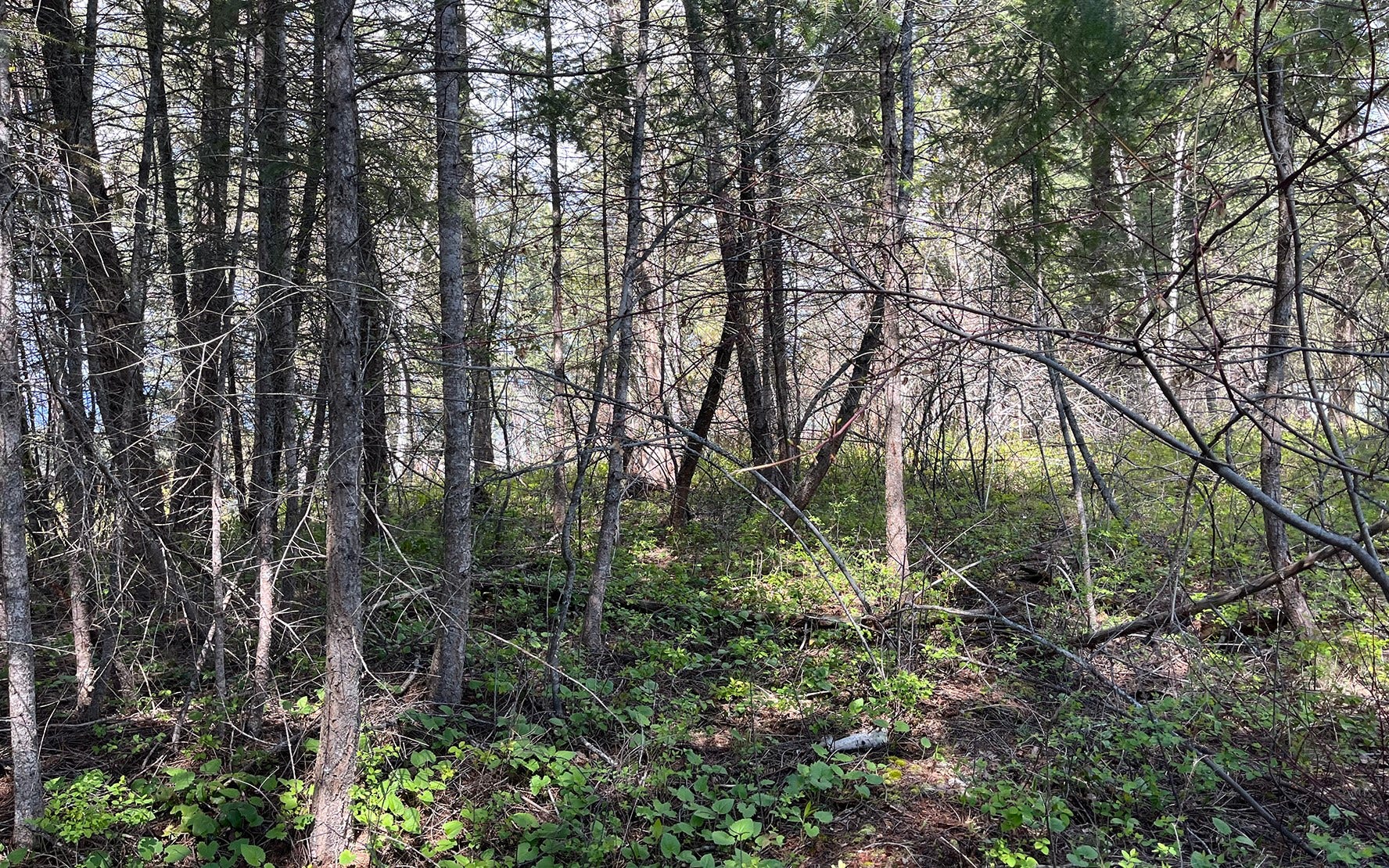 716 Echo Lake Road, Bigfork, MT 59911 716 Echo Lake Road, Bigfork, MT 59911