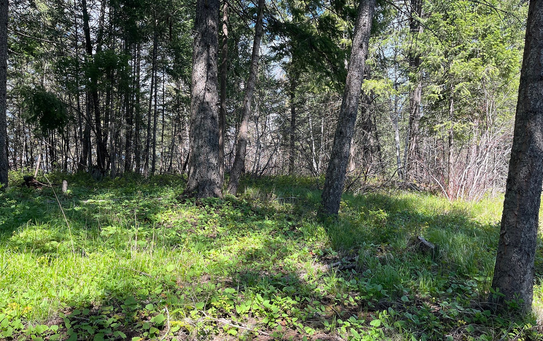 716 Echo Lake Road, Bigfork, MT 59911 716 Echo Lake Road, Bigfork, MT 59911