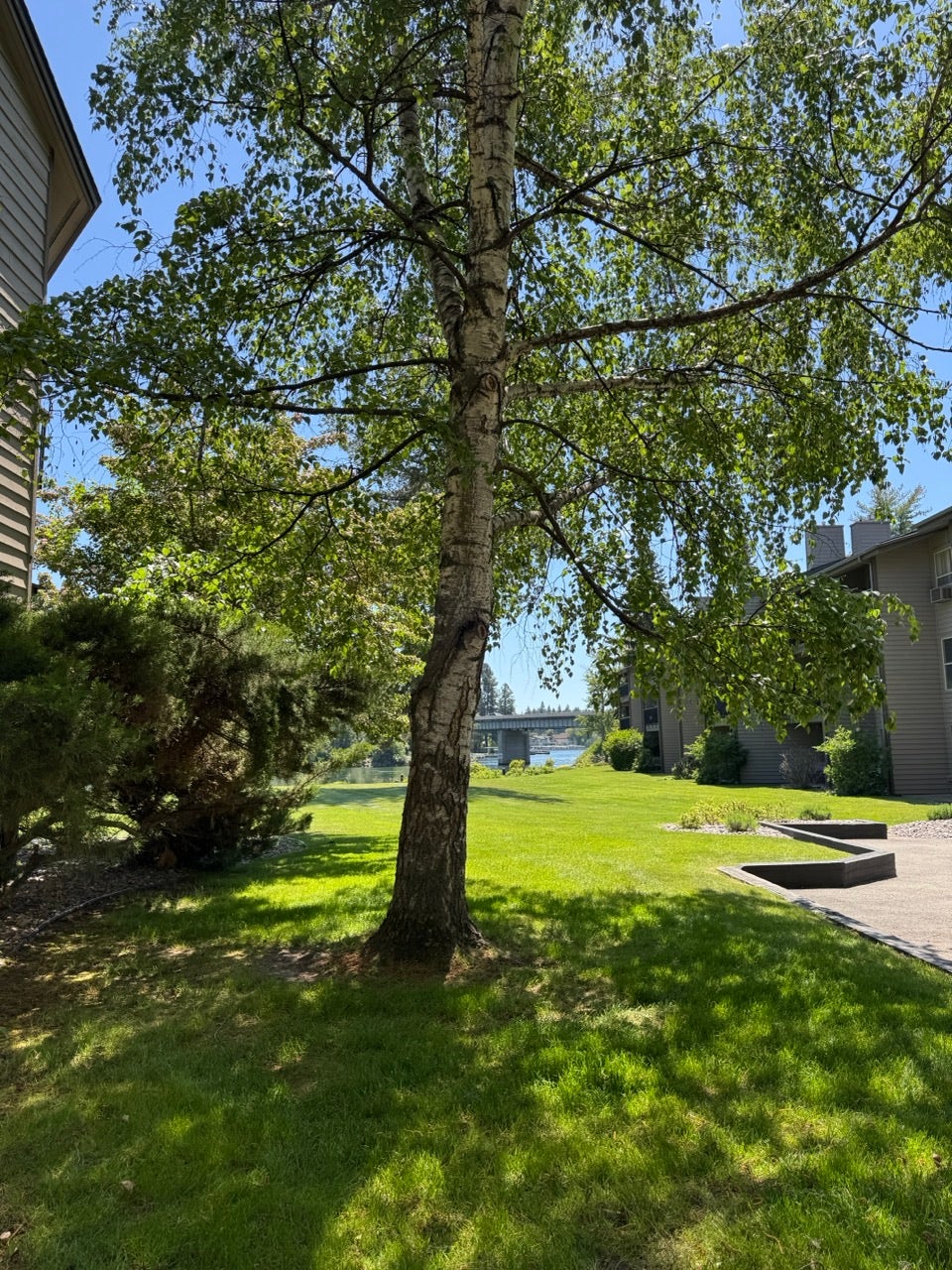 Expansive green lawn featuring a mature deciduous tree