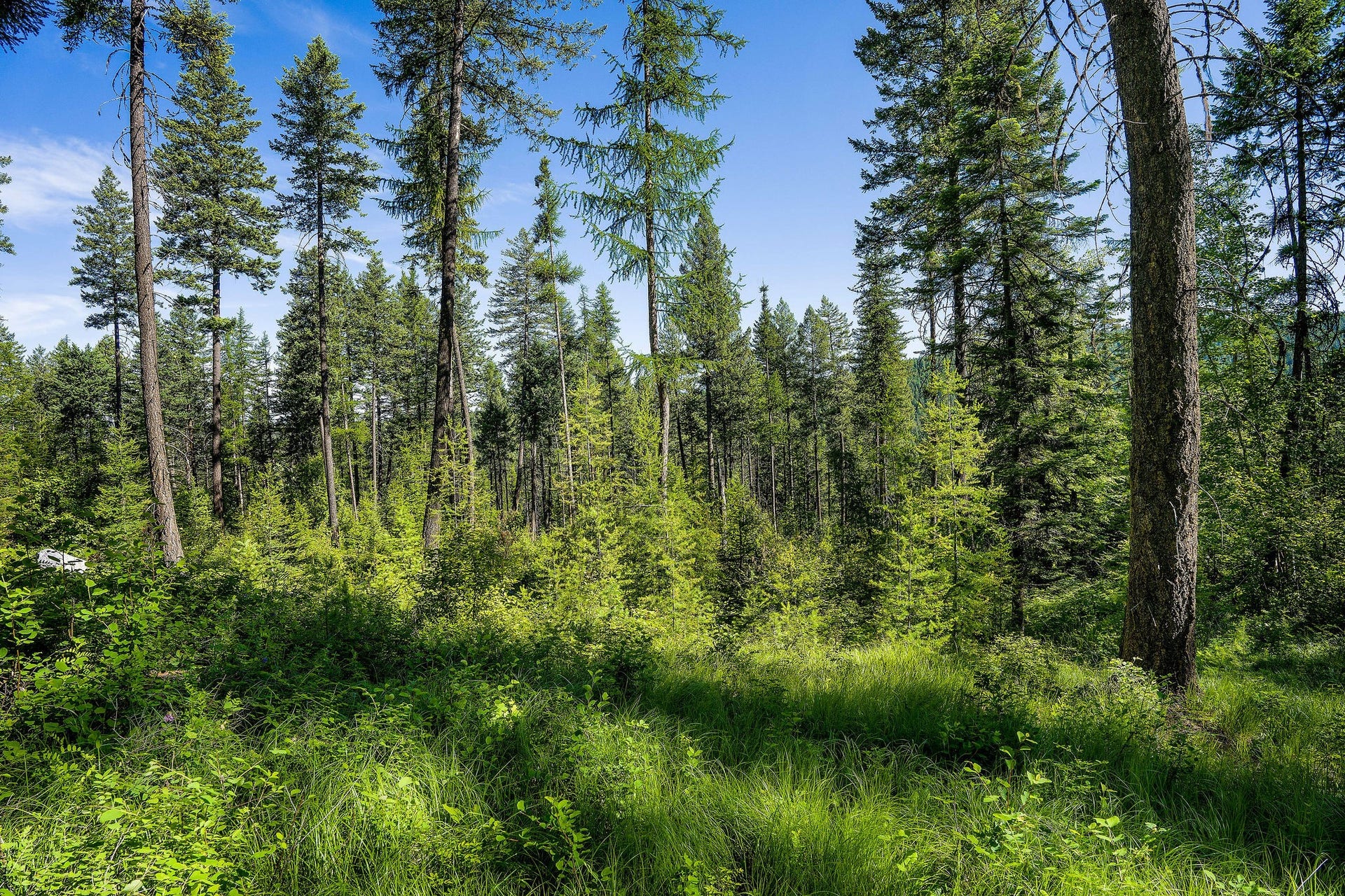 385 Saddlehorn Trail, Bigfork, MT 59911 385 Saddlehorn Trail