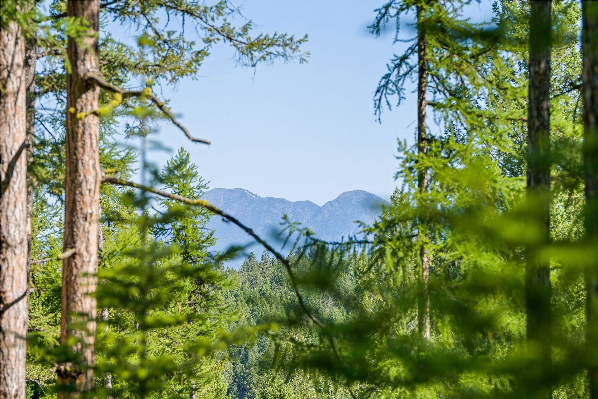 385 Saddlehorn Trail, Bigfork, MT 59911 385 Saddlehorn Trail View toward the Swan Range
