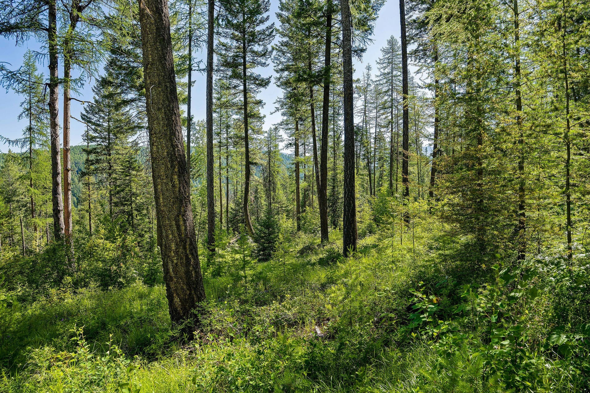 385 Saddlehorn Trail, Bigfork, MT 59911 385 Saddlehorn Trail