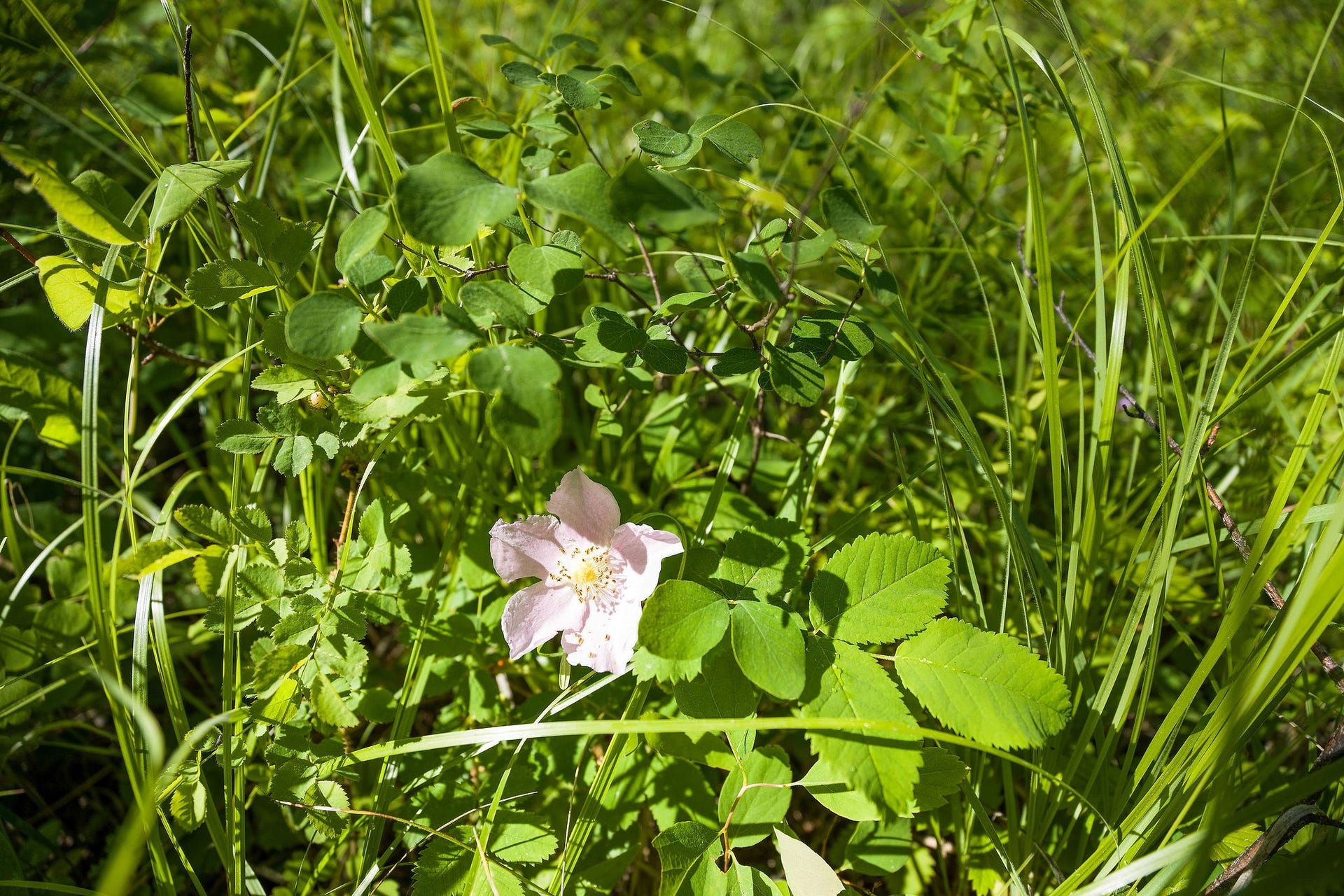 385 Saddlehorn Trail, Bigfork, MT 59911 385 Saddlehorn Trail Natural Flowers
