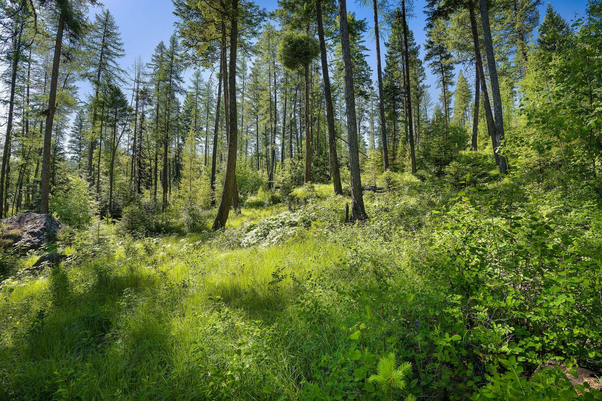 385 Saddlehorn Trail, Bigfork, MT 59911 385 Saddlehorn Trail