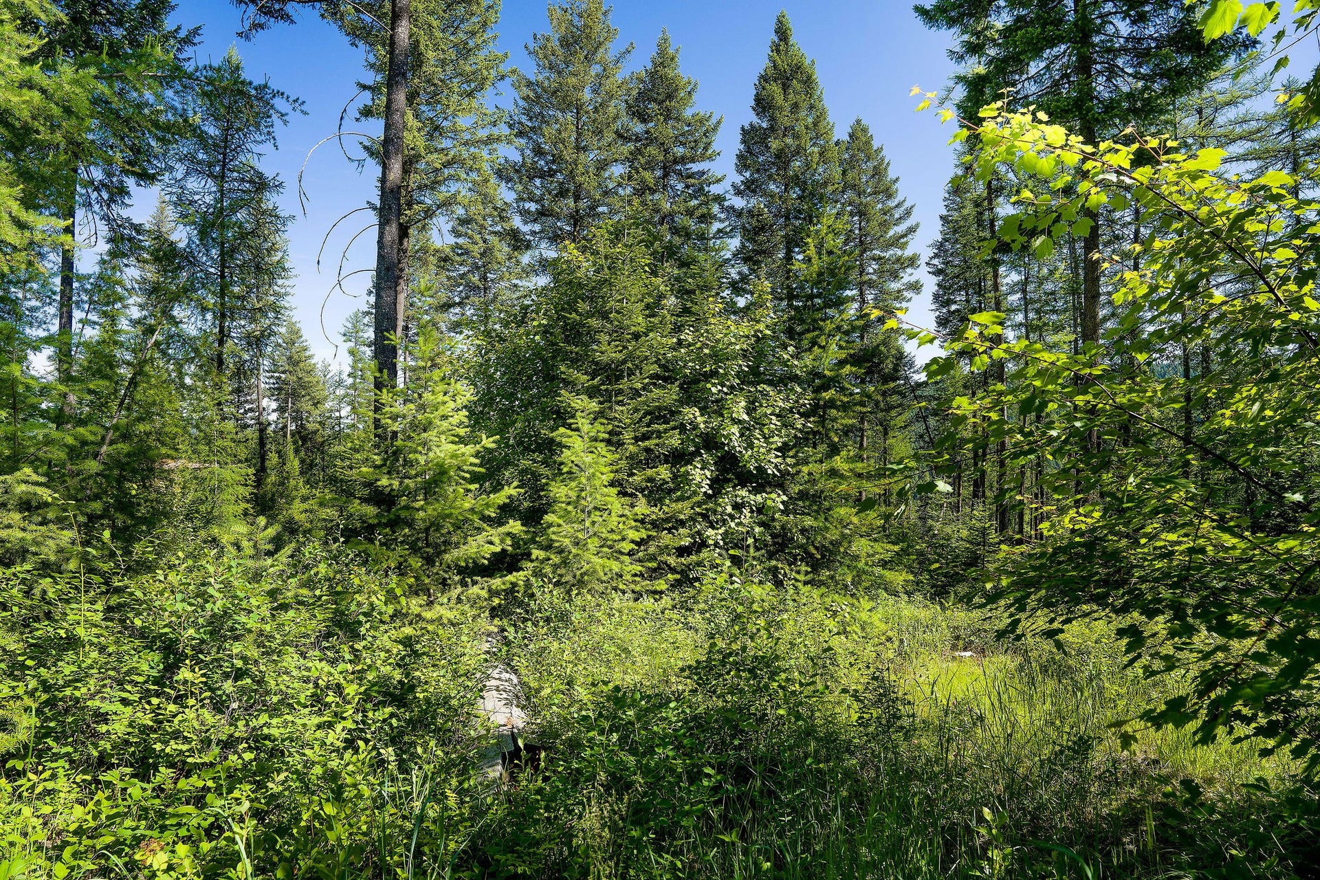 385 Saddlehorn Trail, Bigfork, MT 59911 385 Saddlehorn Trail