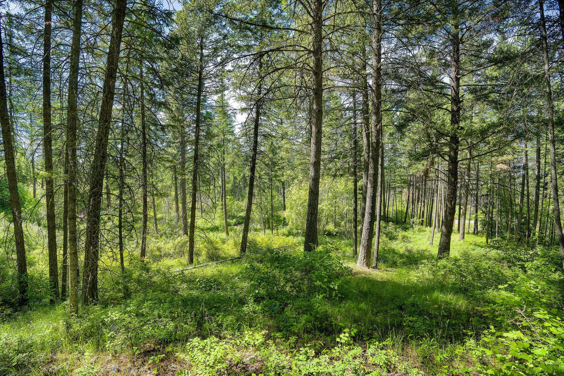121 Pinto Trail, Bigfork, MT 59911 121 Pinto Trail