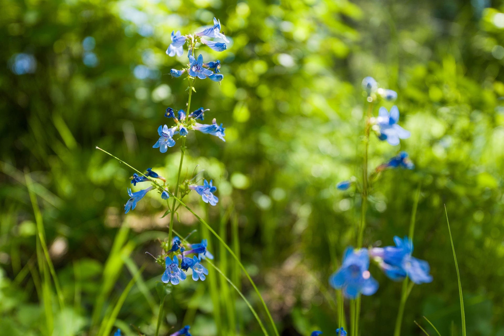 121 Pinto Trail, Bigfork, MT 59911 121 Pinto Trail - Native Flowers