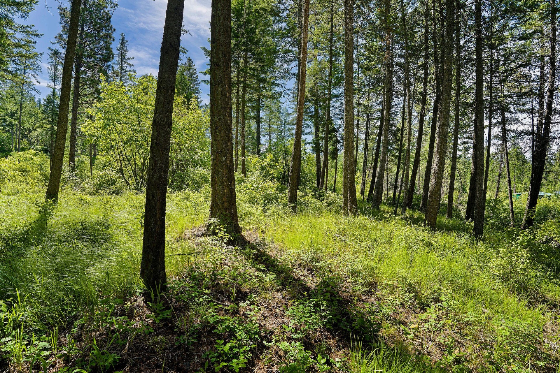 121 Pinto Trail, Bigfork, MT 59911 121 Pinto Trail