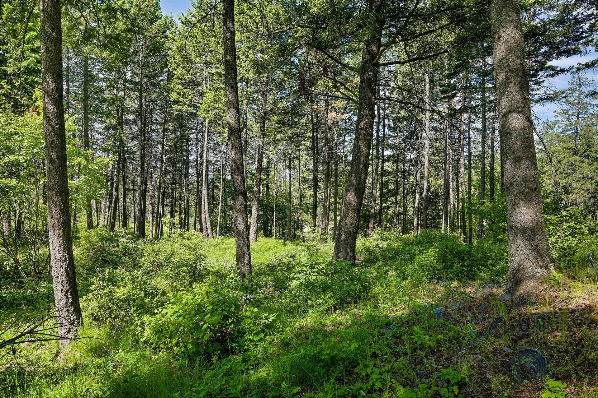 121 Pinto Trail, Bigfork, MT 59911 121 Pinto Trail