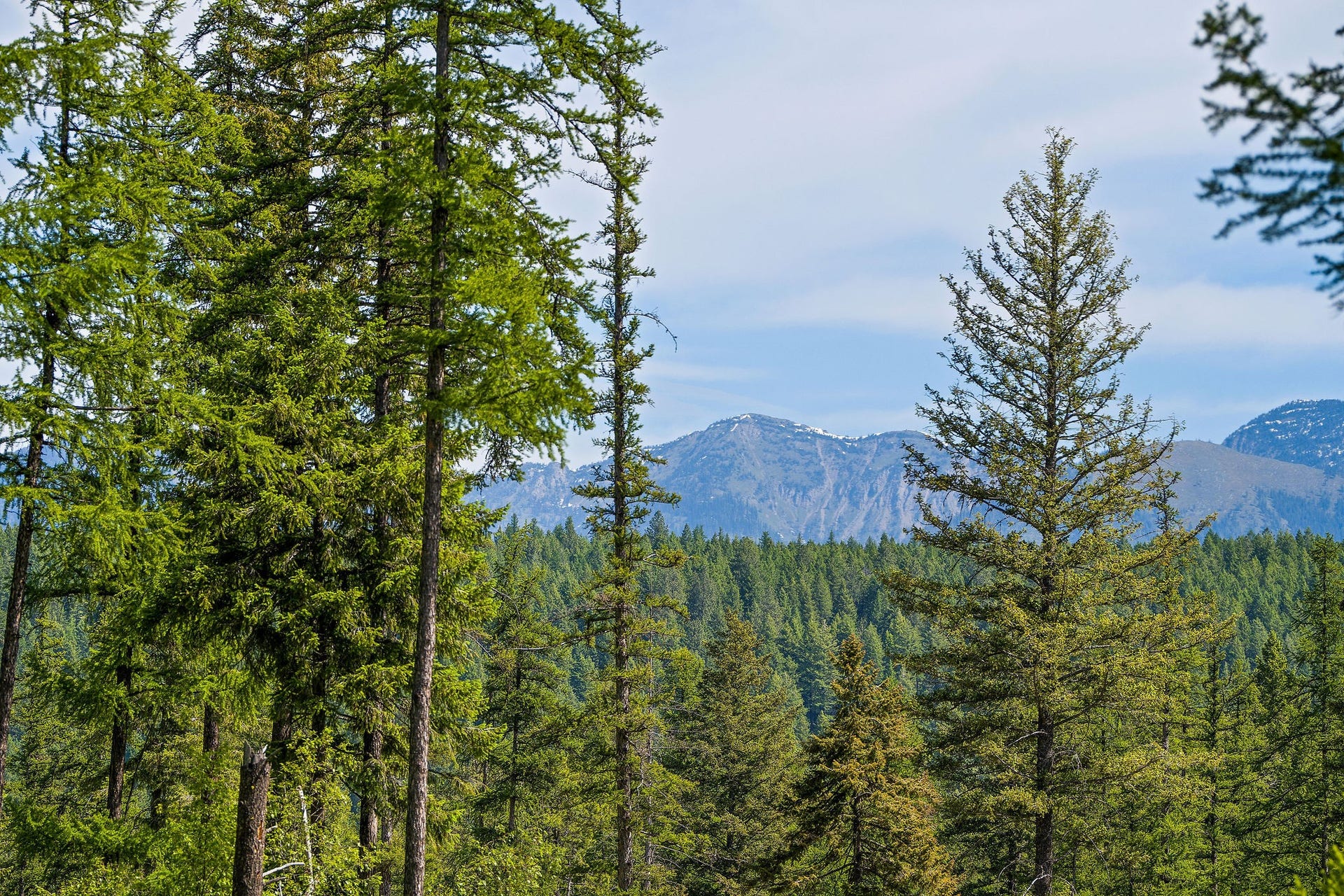 429 Chief Cliff Trail, Bigfork, MT 59911 429 Chief Cliff Trail Views Towards the Swan Mountains