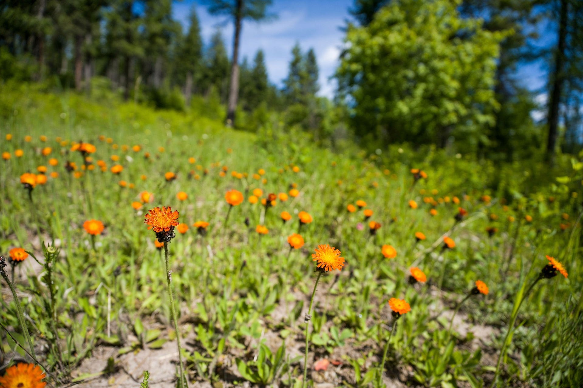 429 Chief Cliff Trail, Bigfork, MT 59911 429 Chief Cliff Trail Natural Flowers