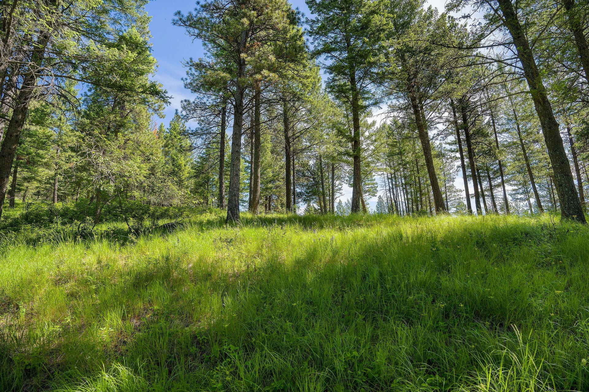 345 Chief Cliff Trail, Bigfork, MT 59911 345 Chief Cliff Trail, Bigfork, MT 59911