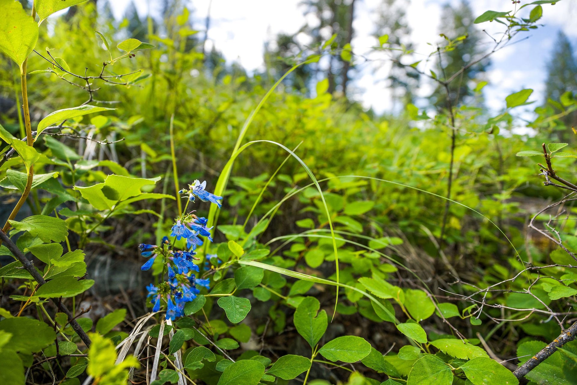 Native Flowers on Lot