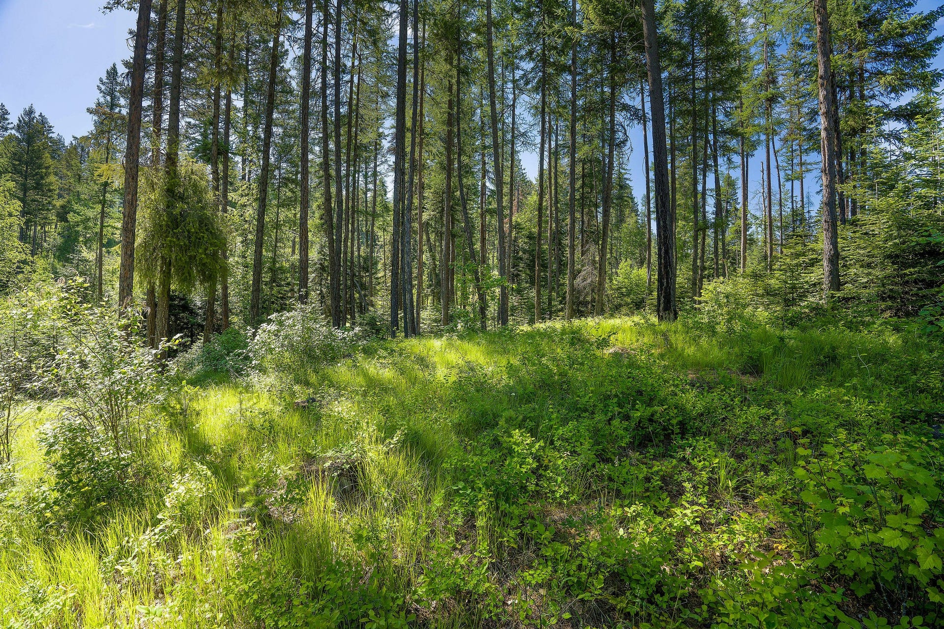 139 Timberjack Trail, Bigfork, MT 59911 139 Timberjack Trail