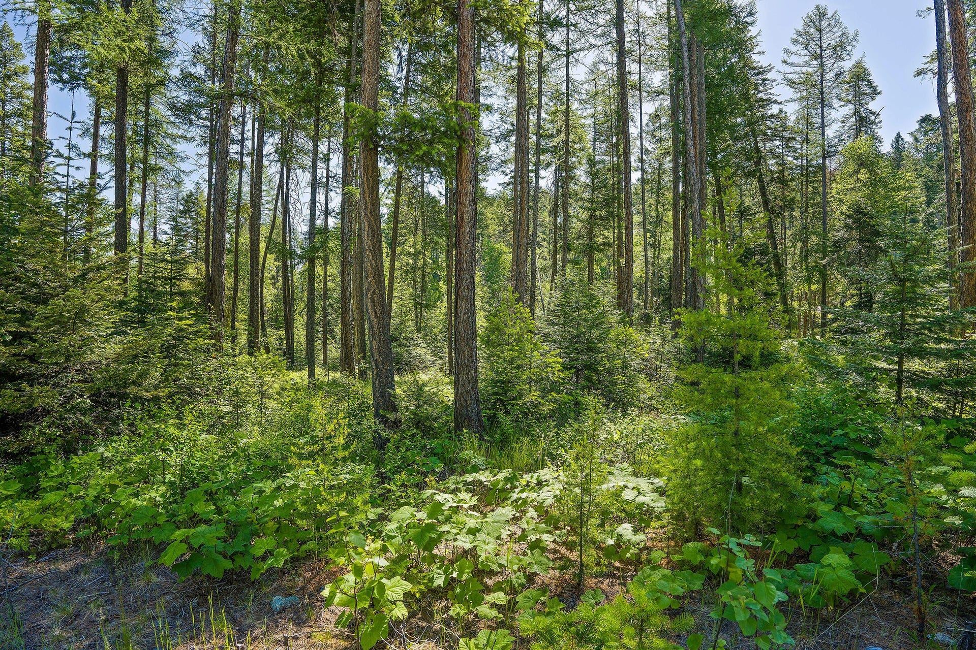 139 Timberjack Trail, Bigfork, MT 59911 139 Timberjack Trail