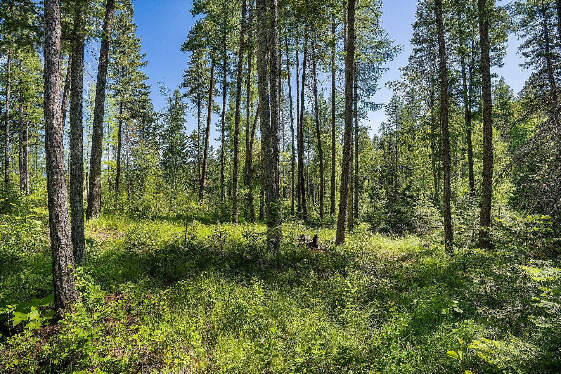 139 Timberjack Trail, Bigfork, MT 59911 139 Timberjack Trail