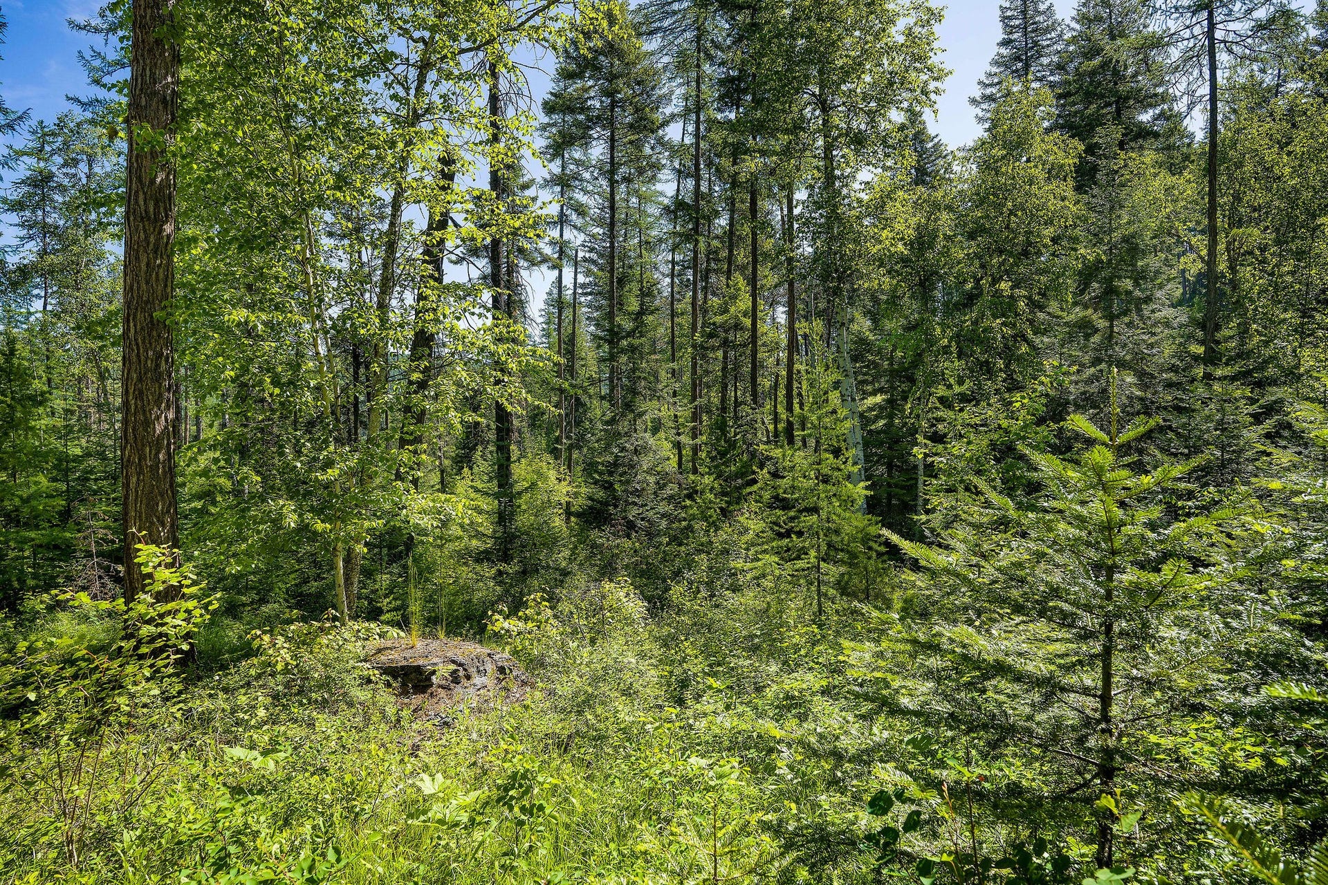 139 Timberjack Trail, Bigfork, MT 59911 139 Timberjack Trail