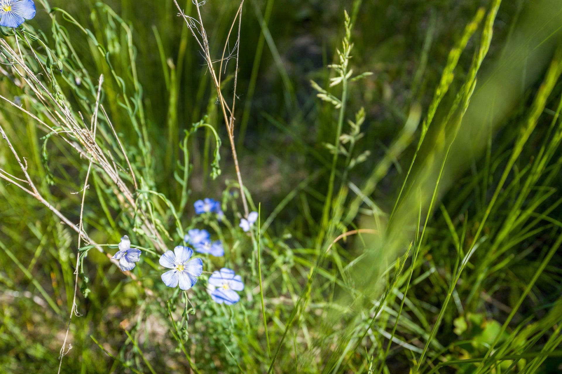 643 Saddlehorn Trail, Bigfork, MT 59911 643 Saddlehorn Trail Natural Flowers