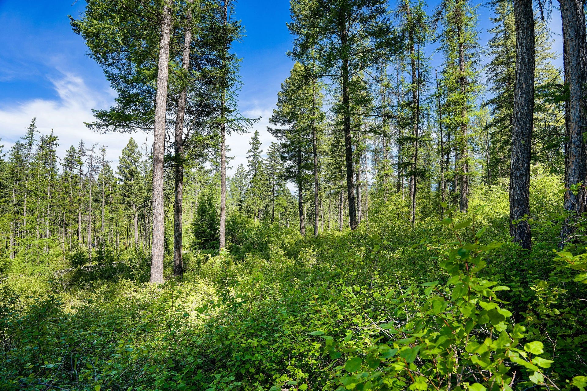 643 Saddlehorn Trail, Bigfork, MT 59911 643 Saddlehorn Trail