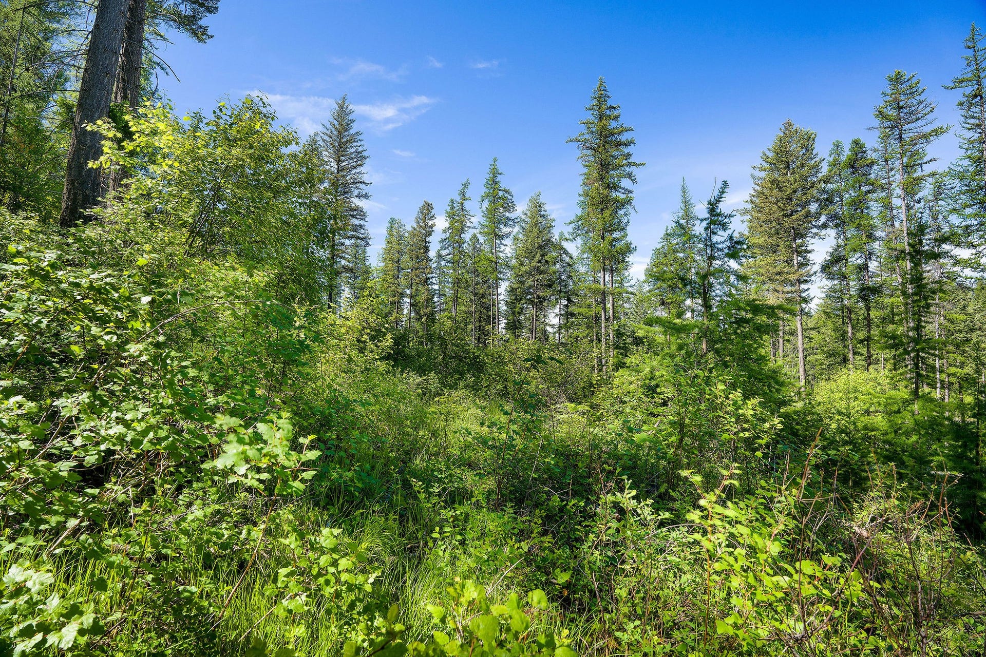 643 Saddlehorn Trail, Bigfork, MT 59911 643 Saddlehorn Trail