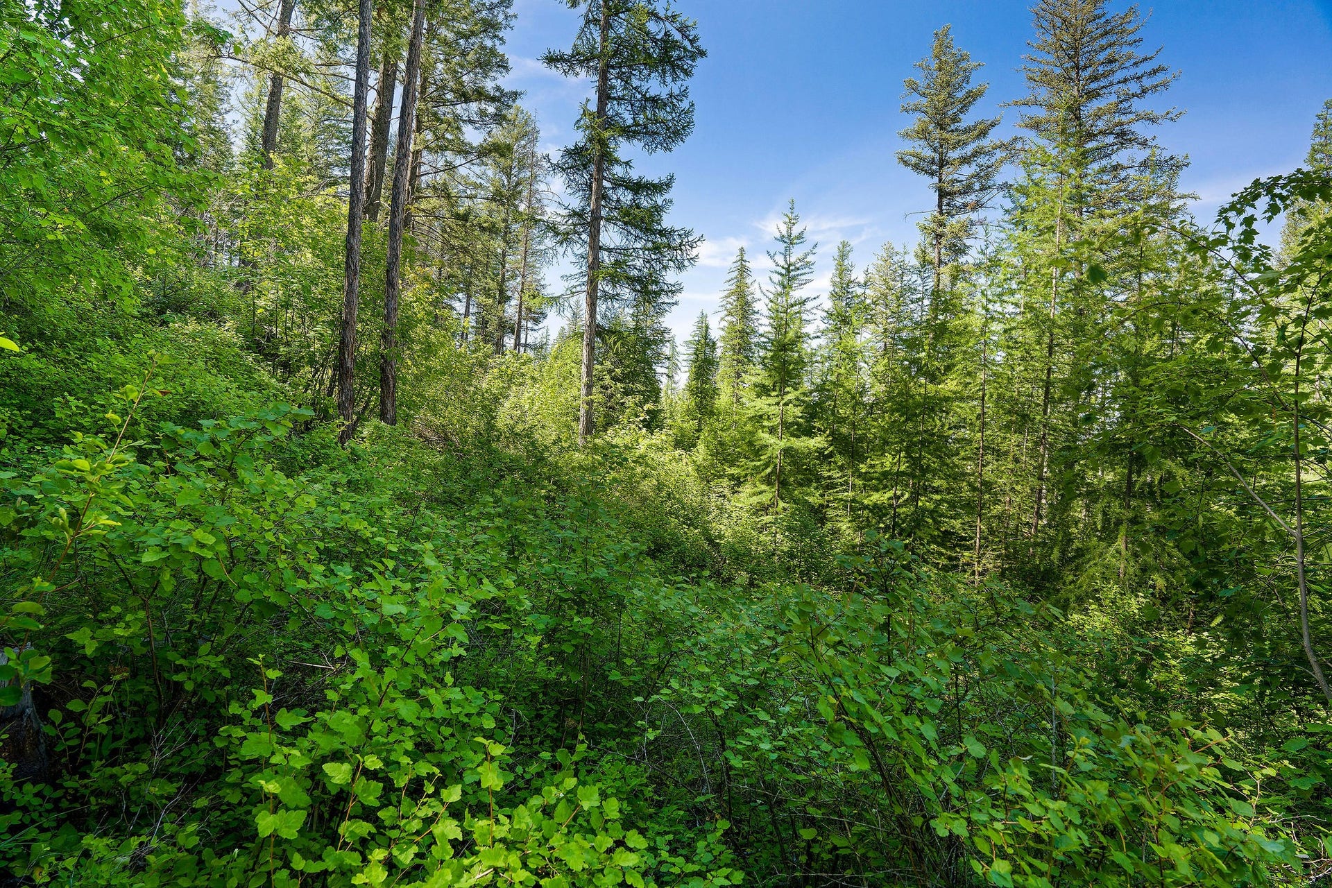 643 Saddlehorn Trail, Bigfork, MT 59911 643 Saddlehorn Trail