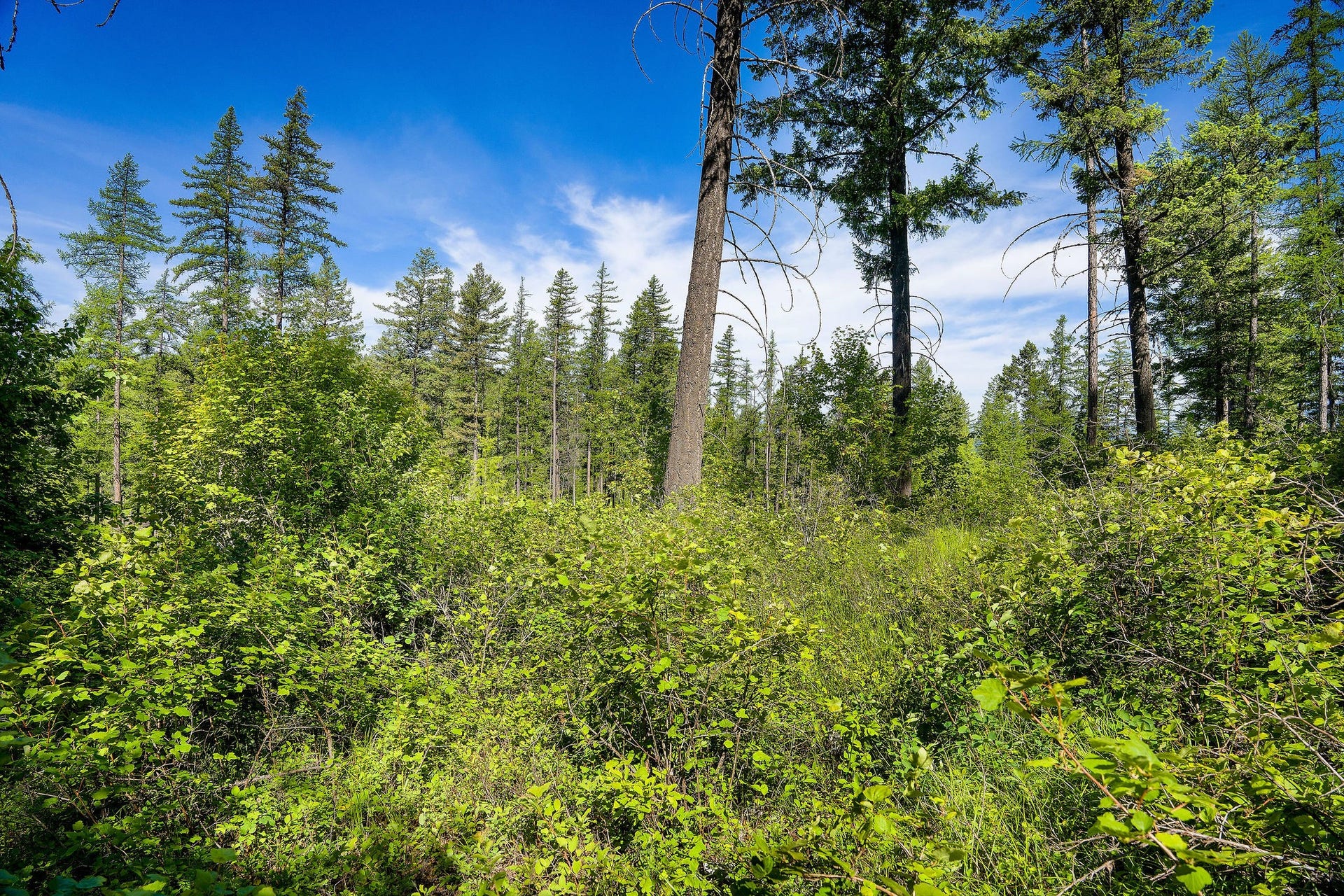 643 Saddlehorn Trail, Bigfork, MT 59911 643 Saddlehorn Trail