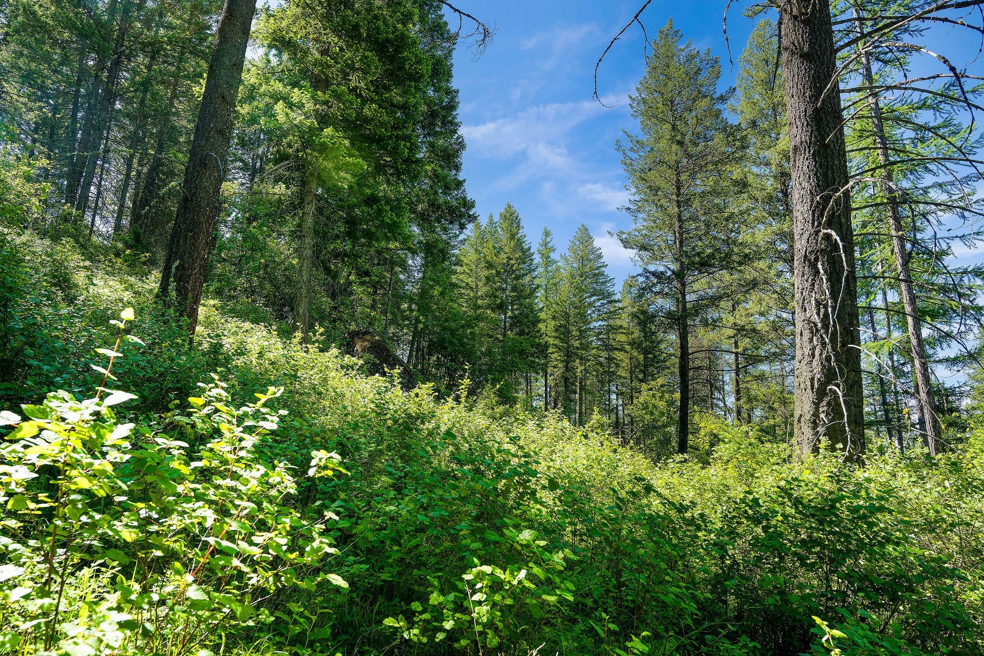 643 Saddlehorn Trail, Bigfork, MT 59911 643 Saddlehorn Trail