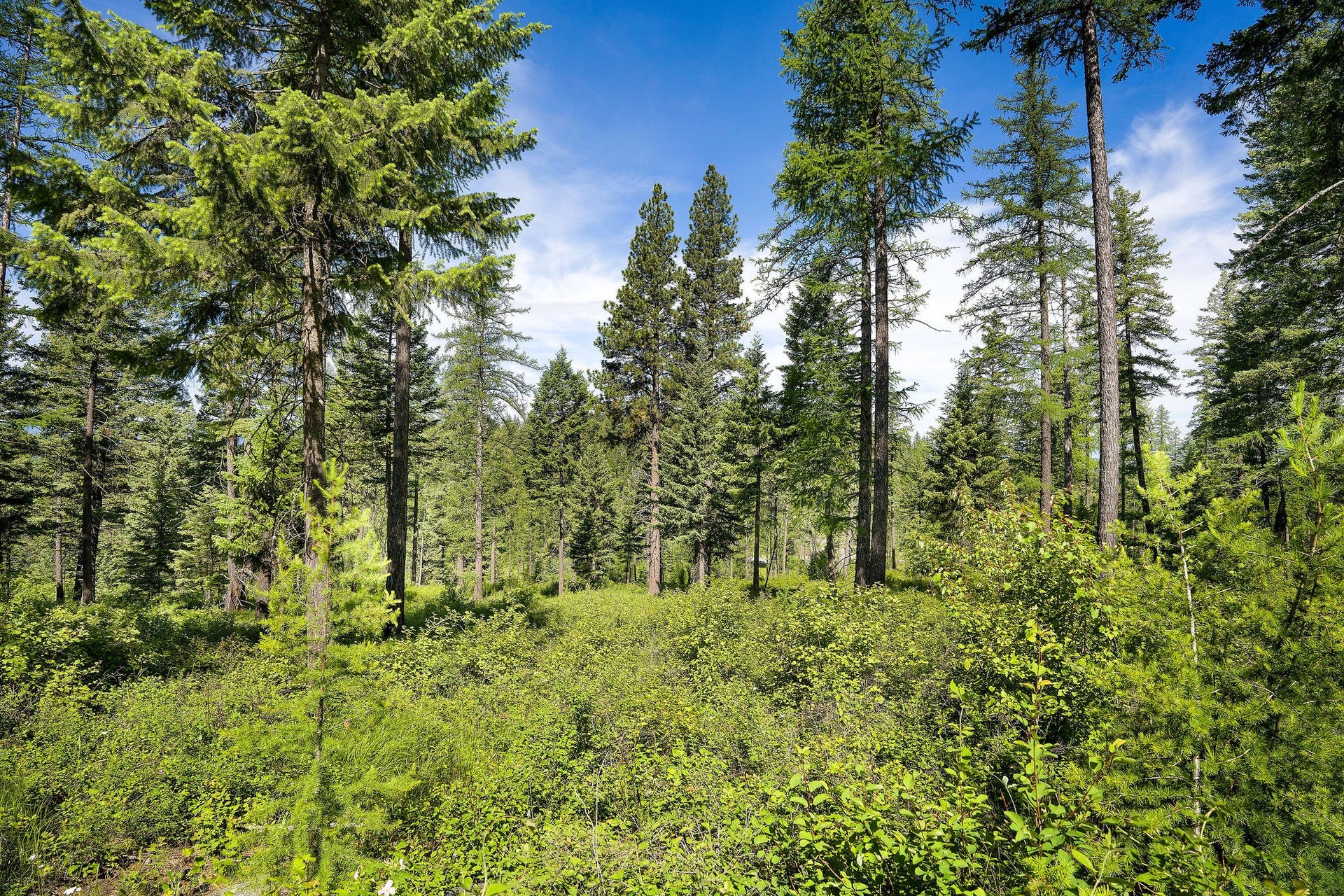 678 Saddlehorn Trail, Bigfork, MT 59911 678 Saddlehorn Trail, Bigfork, MT 59911