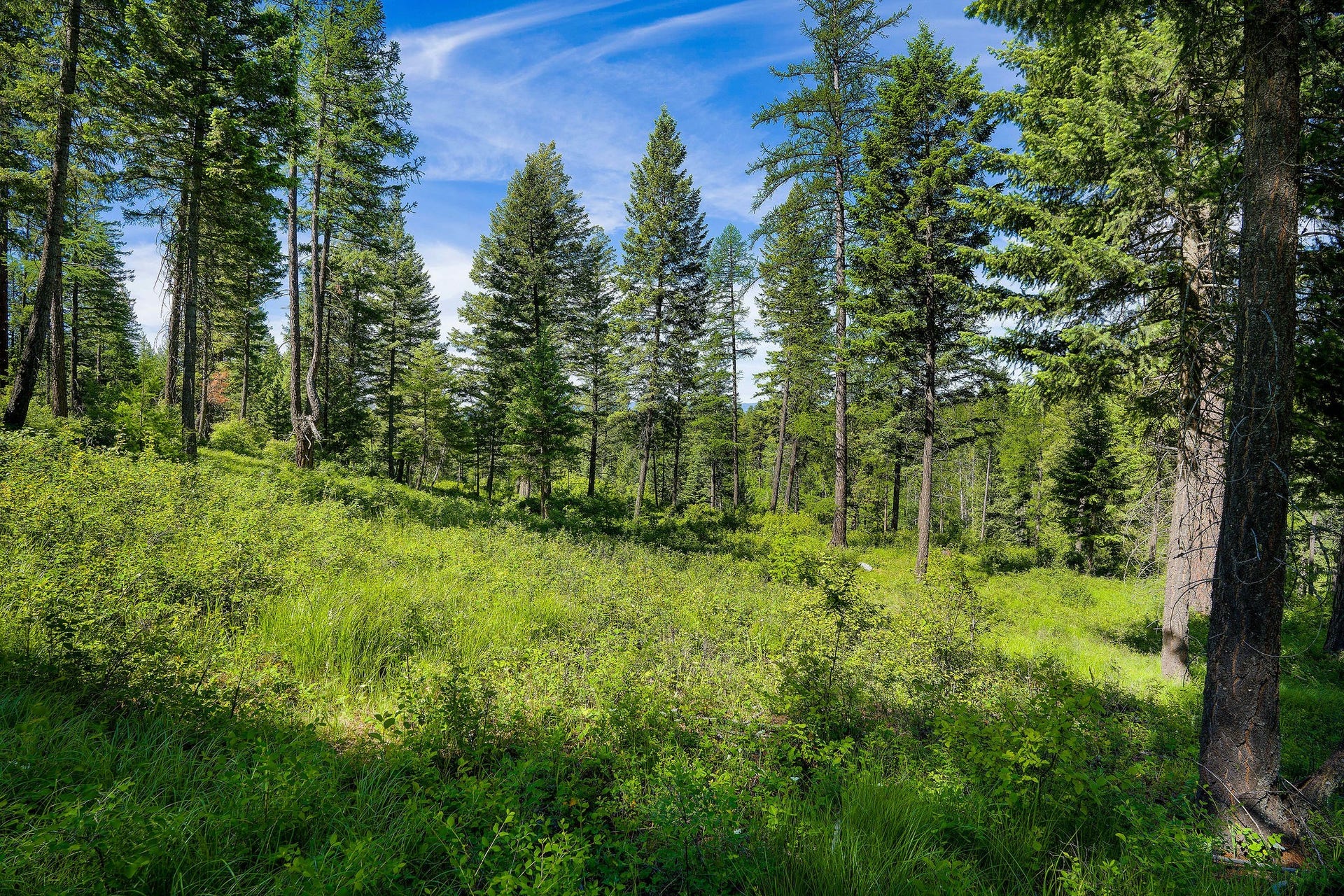 678 Saddlehorn Trail, Bigfork, MT 59911 678 Saddlehorn Trail, Bigfork, MT 59911
